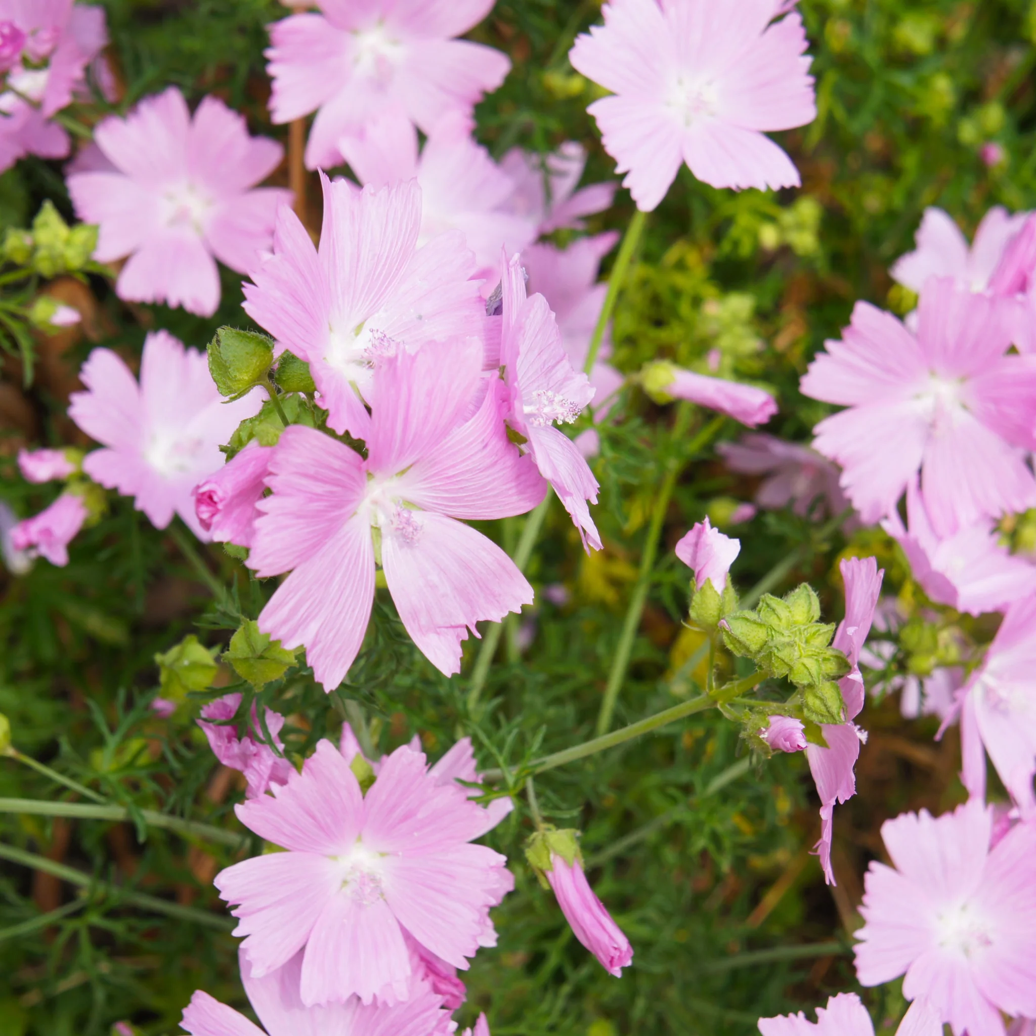 Malva moschata 'Rosea' 1L - Image 2