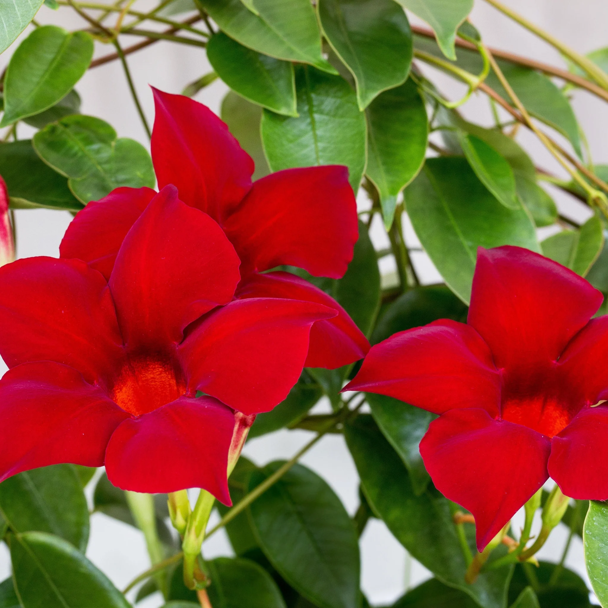 Mandevilla sanderi - Red - On frame - Image 2