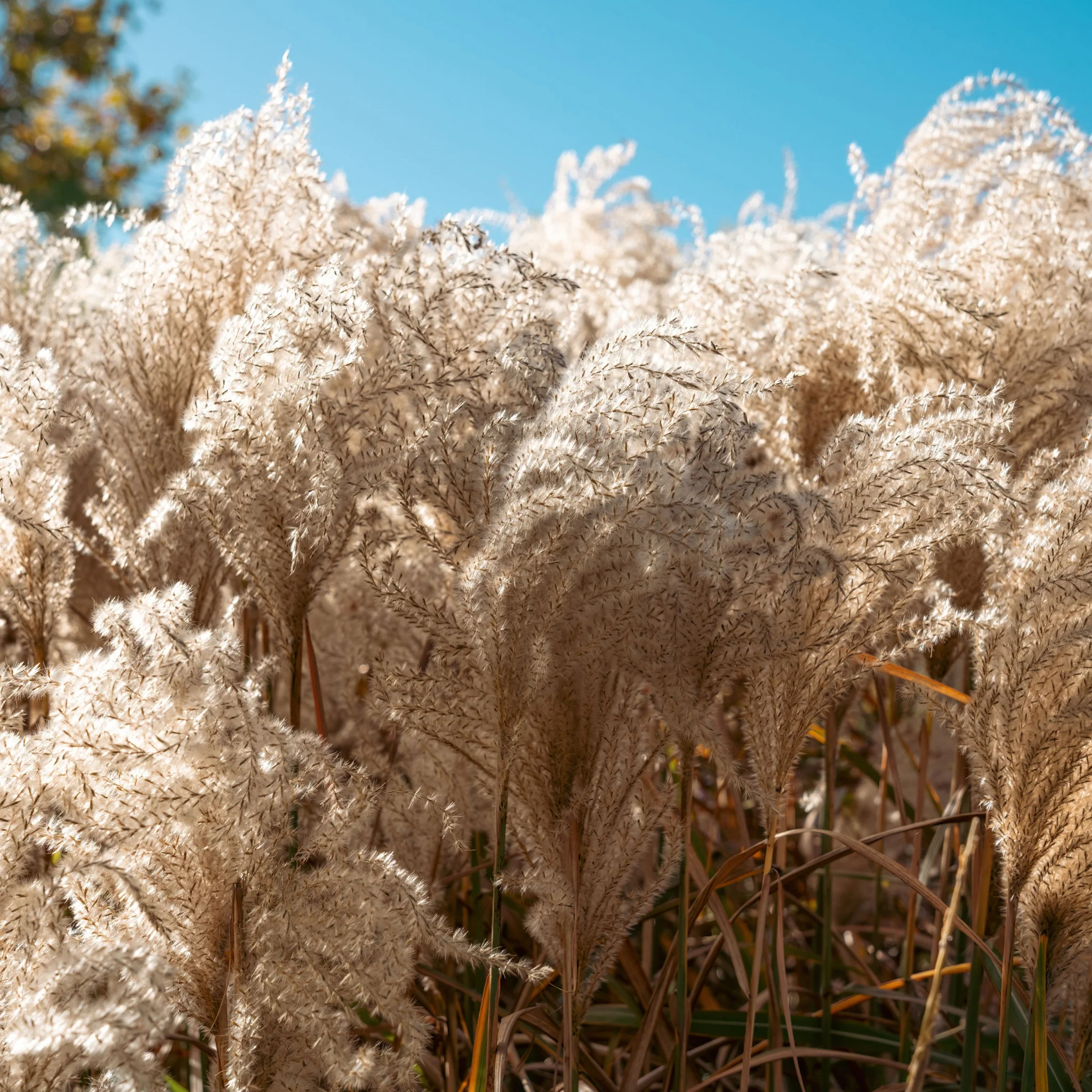 Miscanthus sinensis 'Kleine Silberspinne' 2L