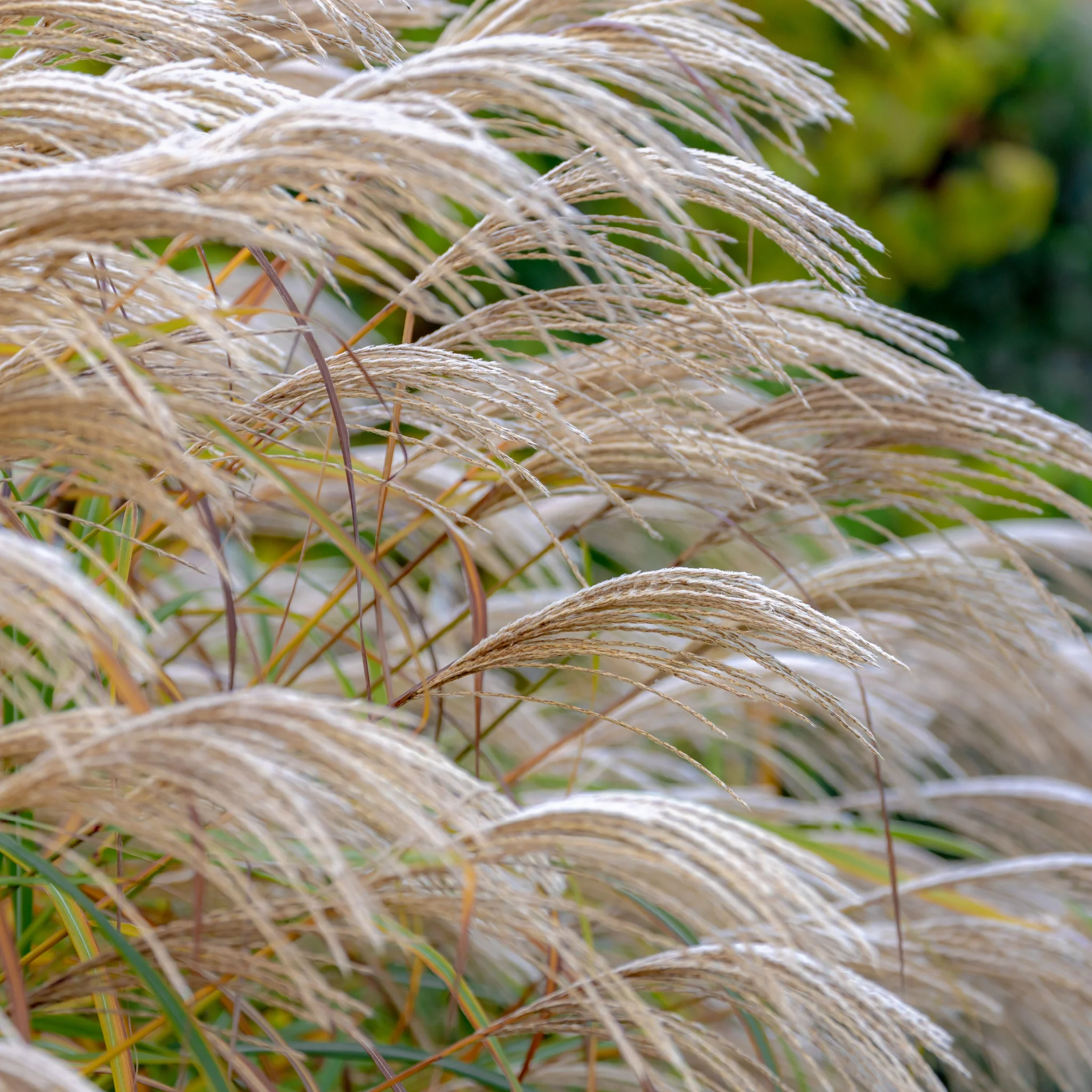 Miscanthus sinensis 'Kleine Silberspinne' 2L - Image 2