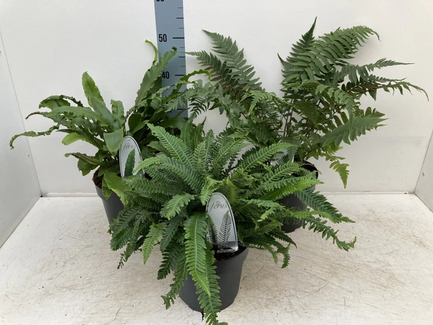Mix of 3 Ferns 11cm / 2L / 3L - Image 3