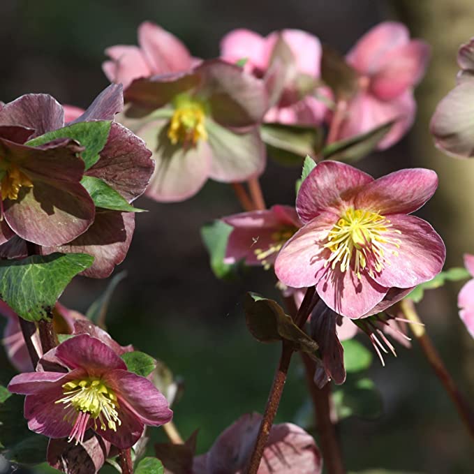 Mix of 3 Hellebore/Helleborus (3 x 9cm Pots)