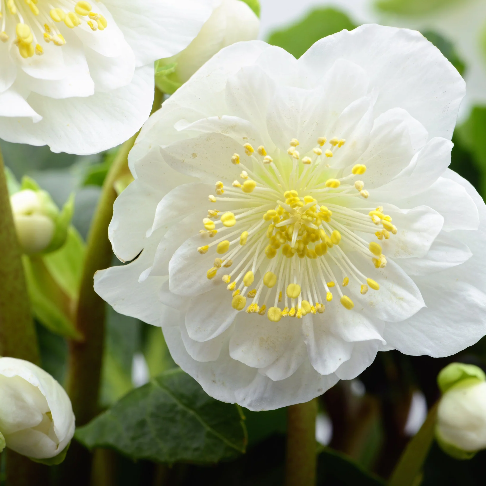 Mix of 3 Hellebore/Helleborus (3 x 9cm Pots) - Image 2