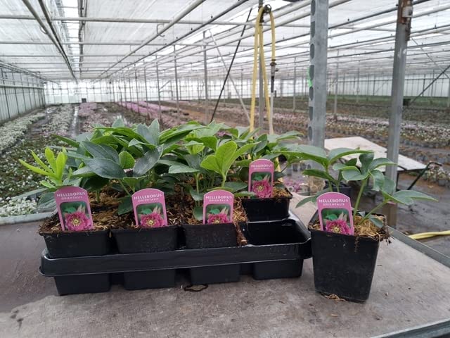 Mix of 3 Hellebore/Helleborus (3 x 9cm Pots) - Image 5