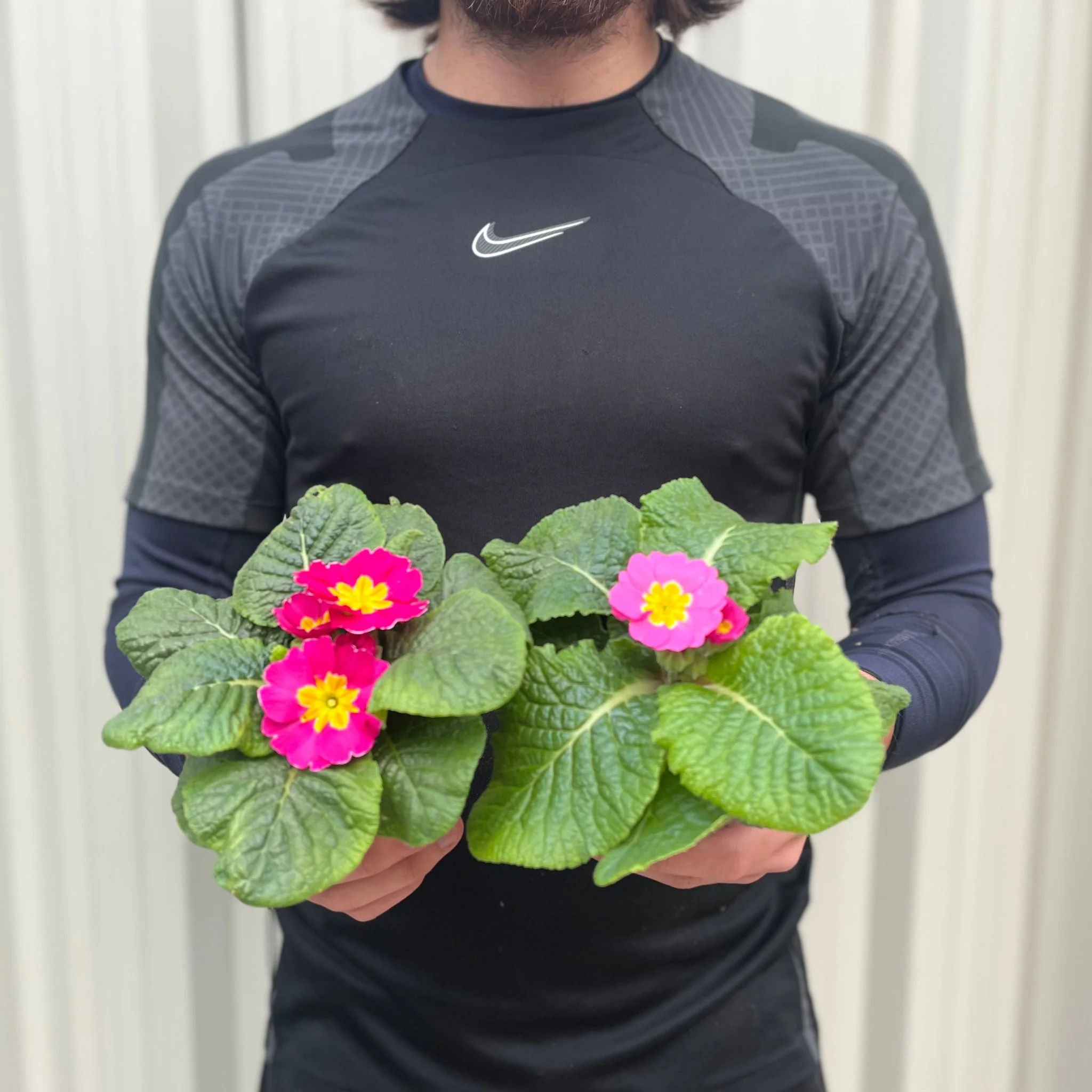 6 x 9cm Primula Pots | Primula/Primroses - Image 6