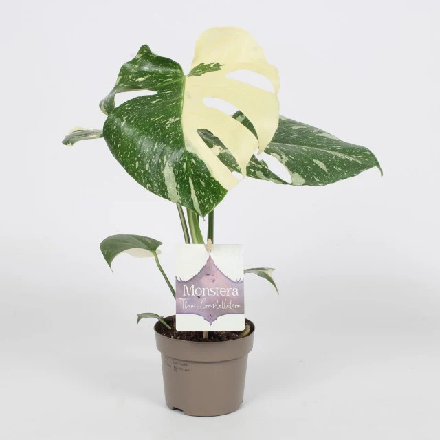 Monstera thai Constellation 30cm