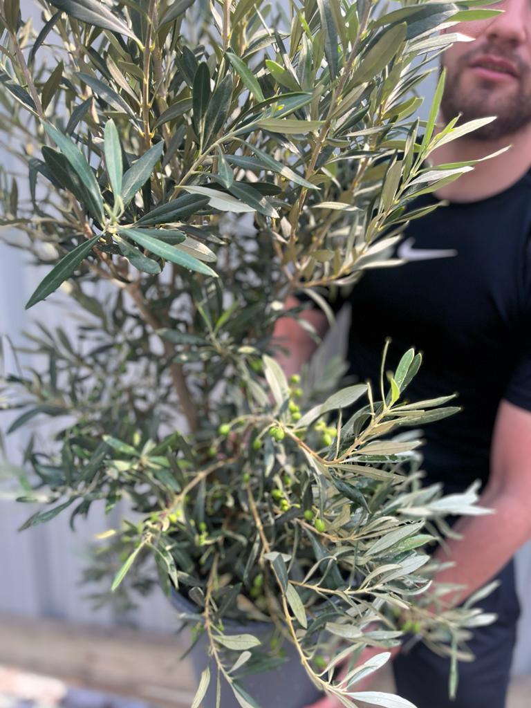 Olive Bush | Olea Europeana (3 Sizes Available) 50-110cm - Image 6