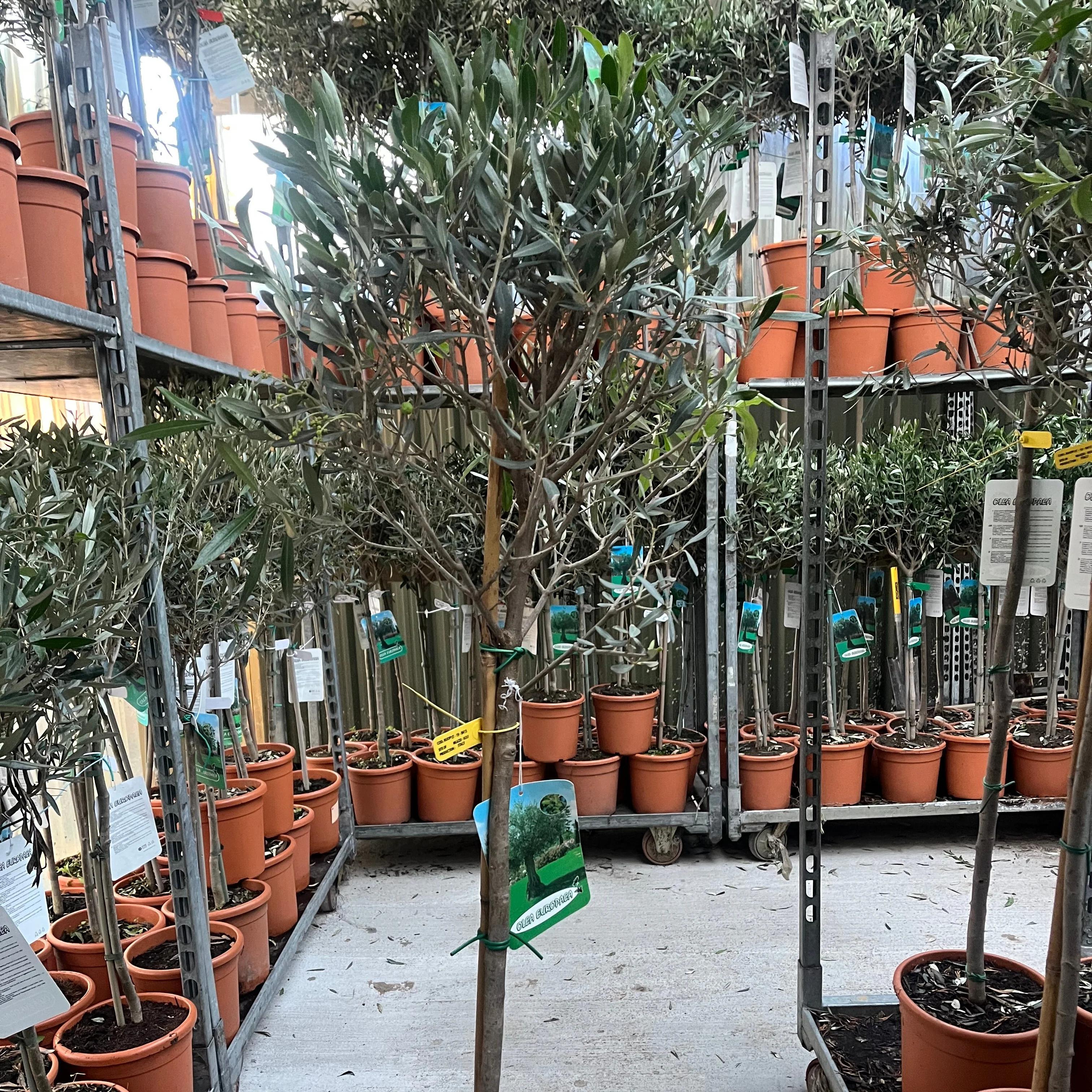 Olive Tree 150-170cm (Second Selection - Reduced to clear) - Image 4