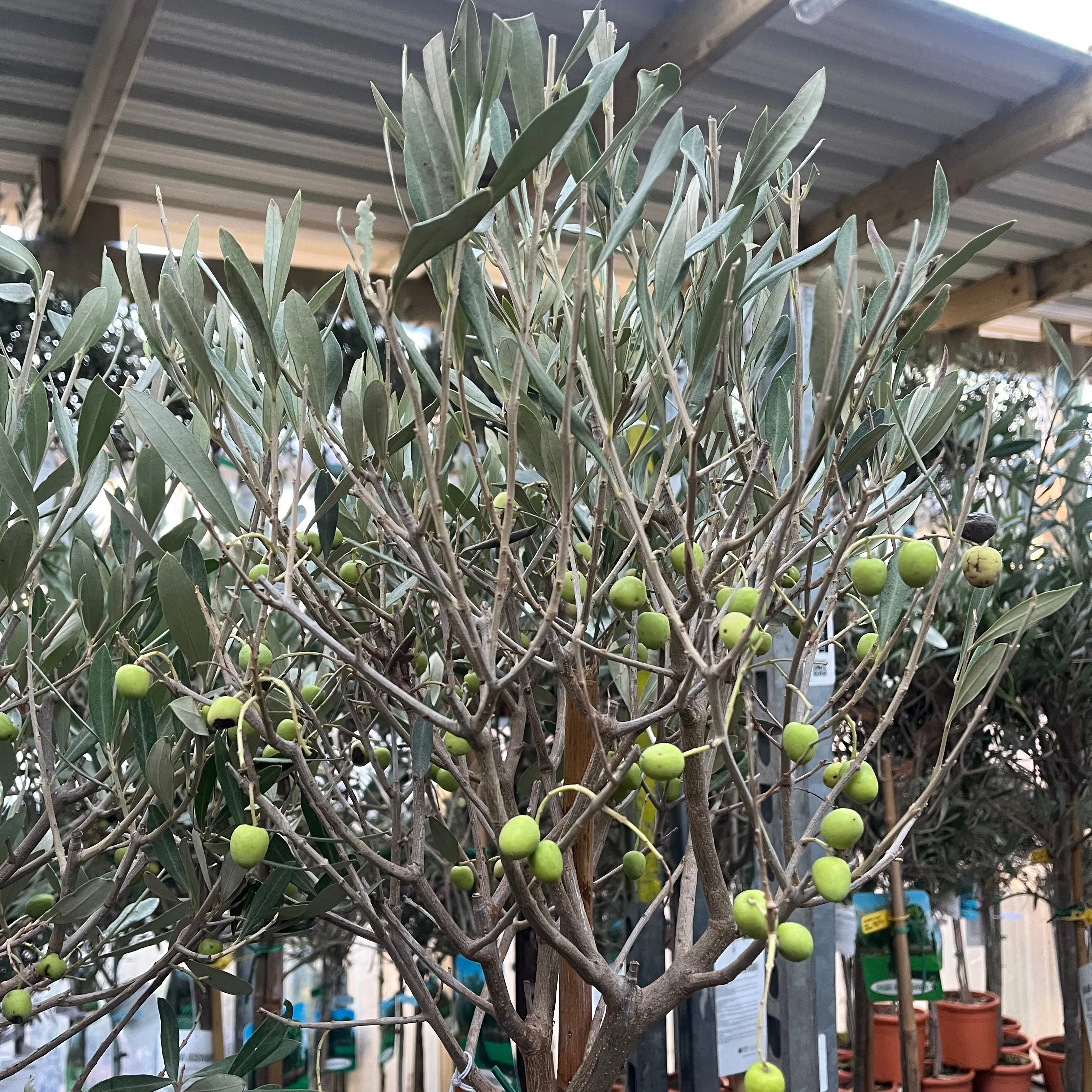 Olive Tree 150-170cm (Second Selection - Reduced to clear) - Image 5