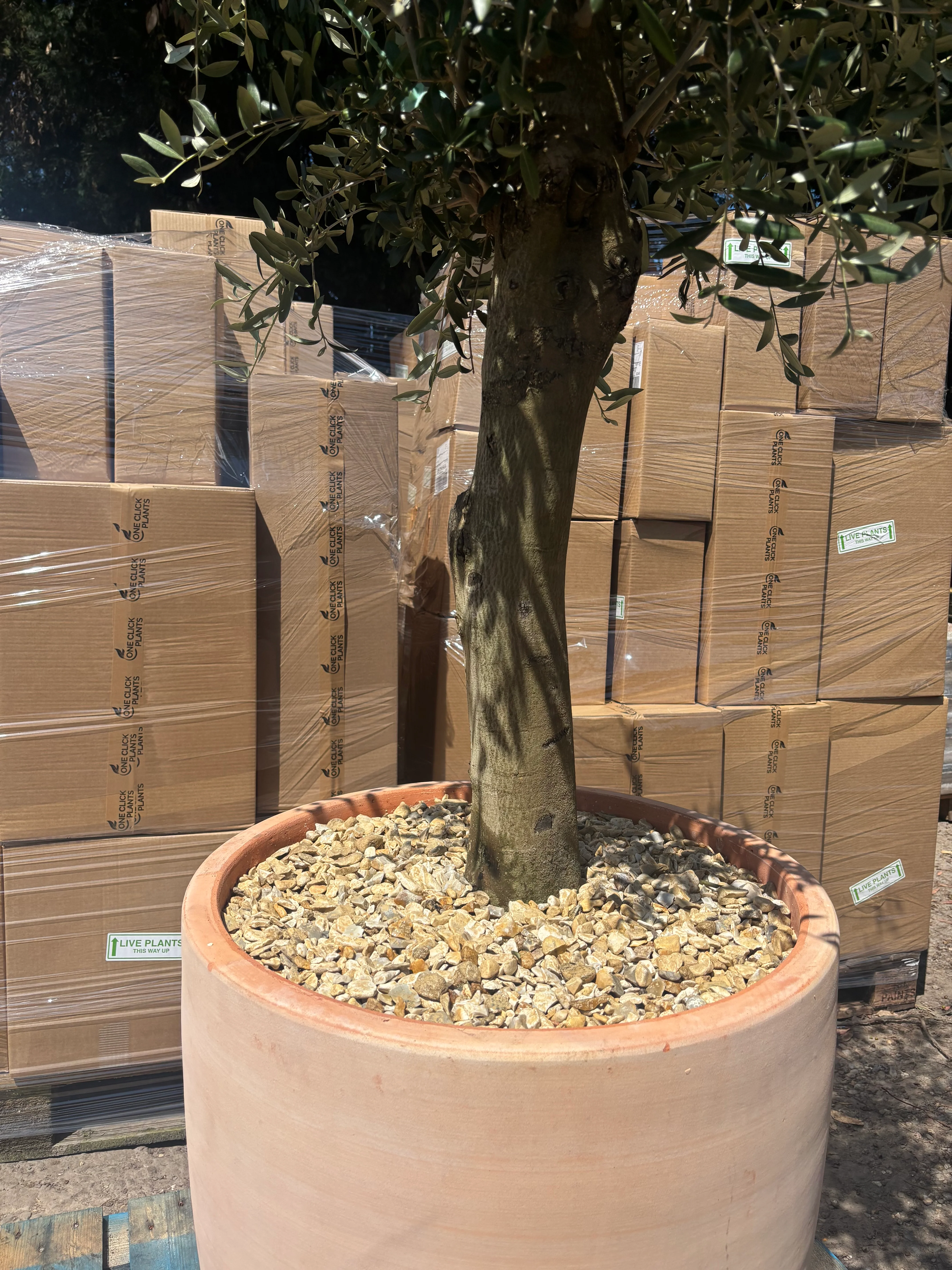 Olive Tree 45L 1.5-1.8m + Teracotta Pot + Soil + Gravel - Image 5