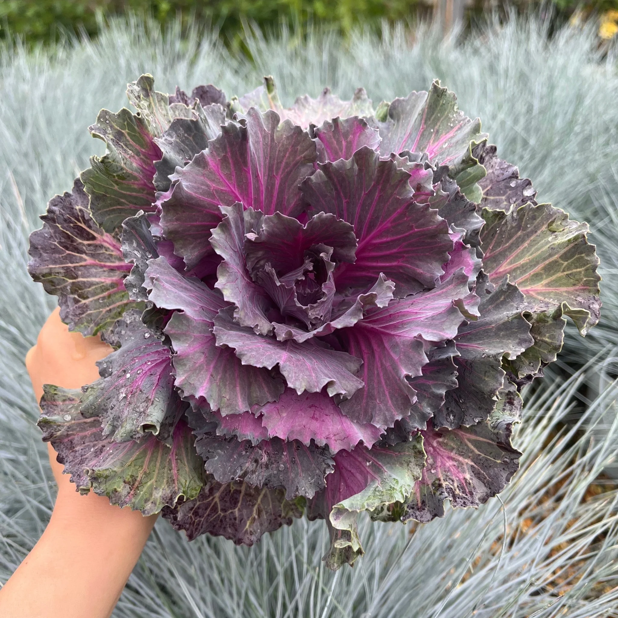Ornamental Brassica Cabbage (3 Plants in 12cm Pots) - Image 5