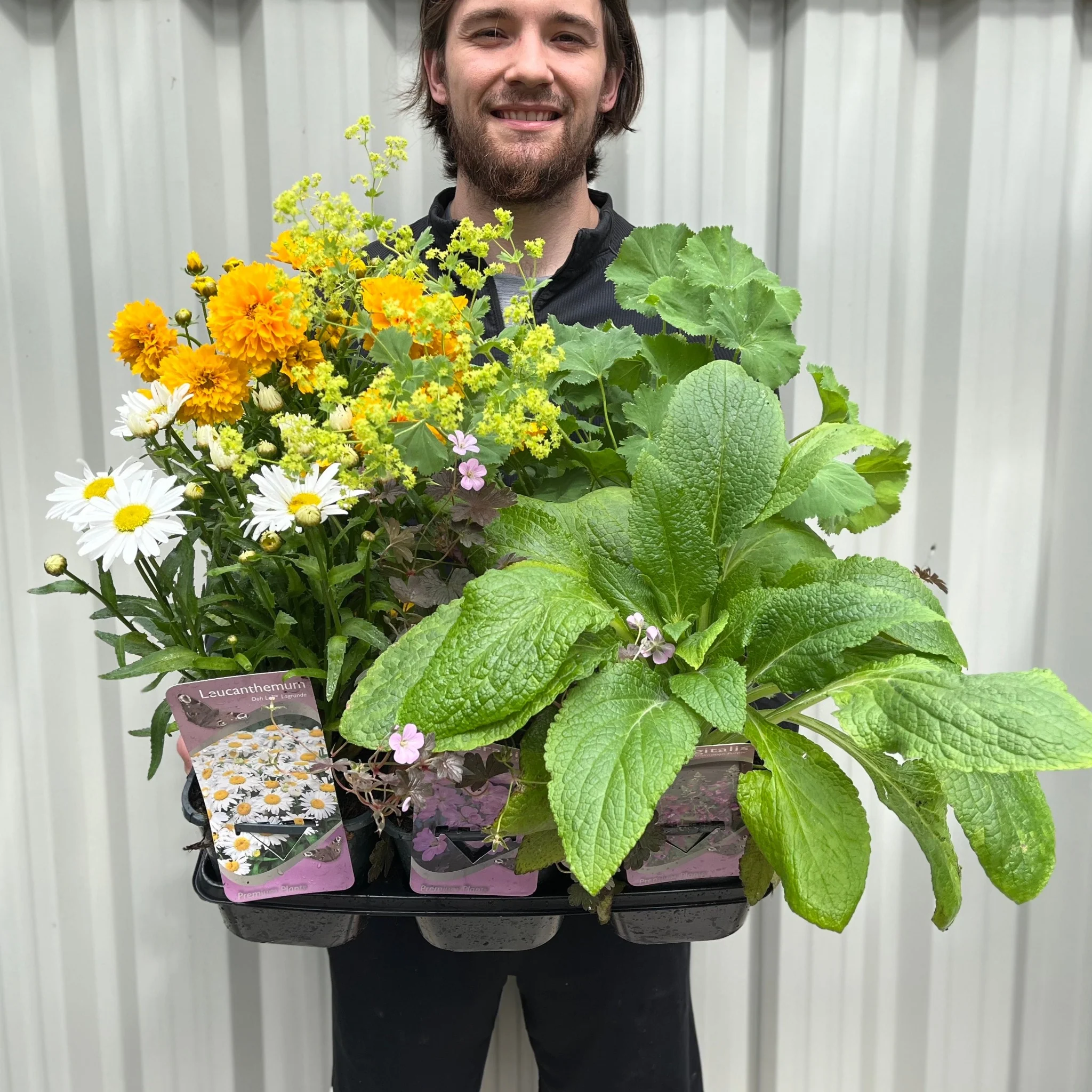 Our Selection of 3 x 2L Perennial Plants - Image 3