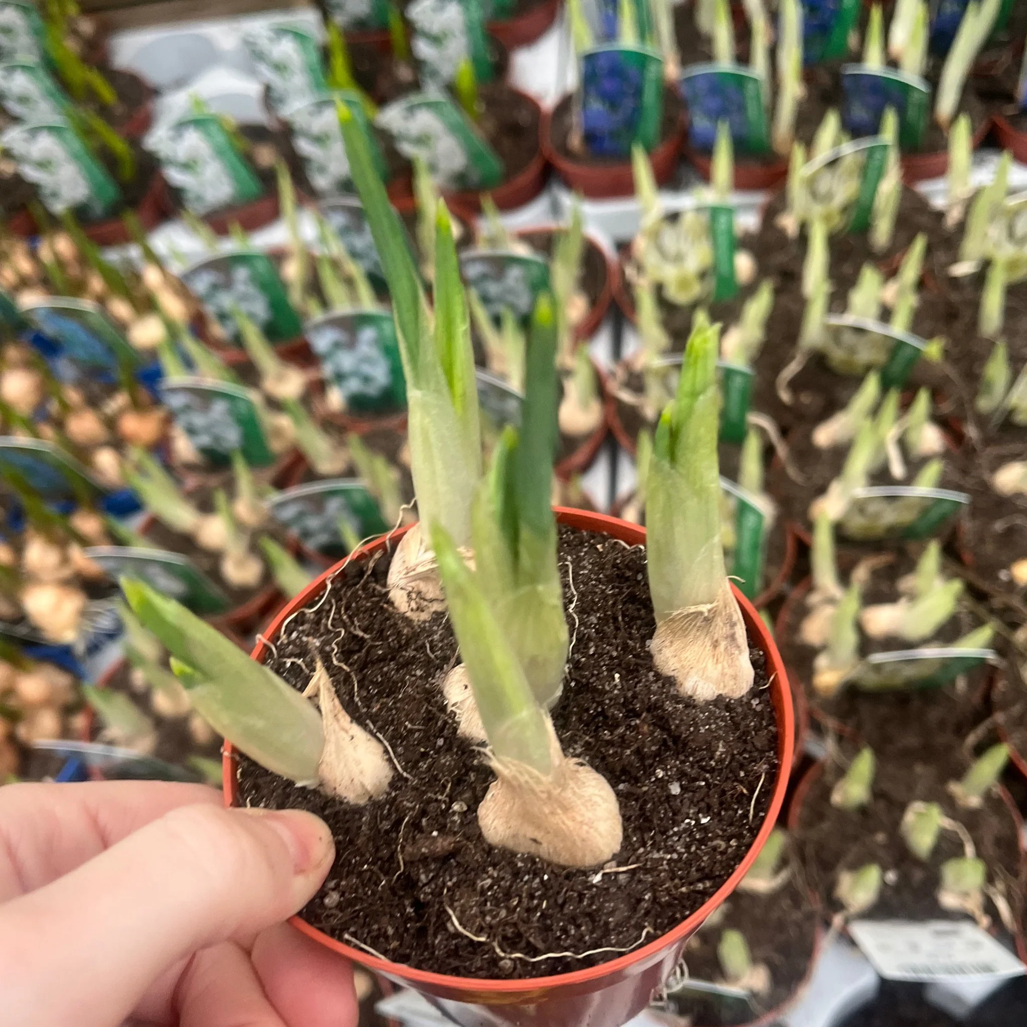 Our selection of 3 Potted Spring Bulbs - Image 2
