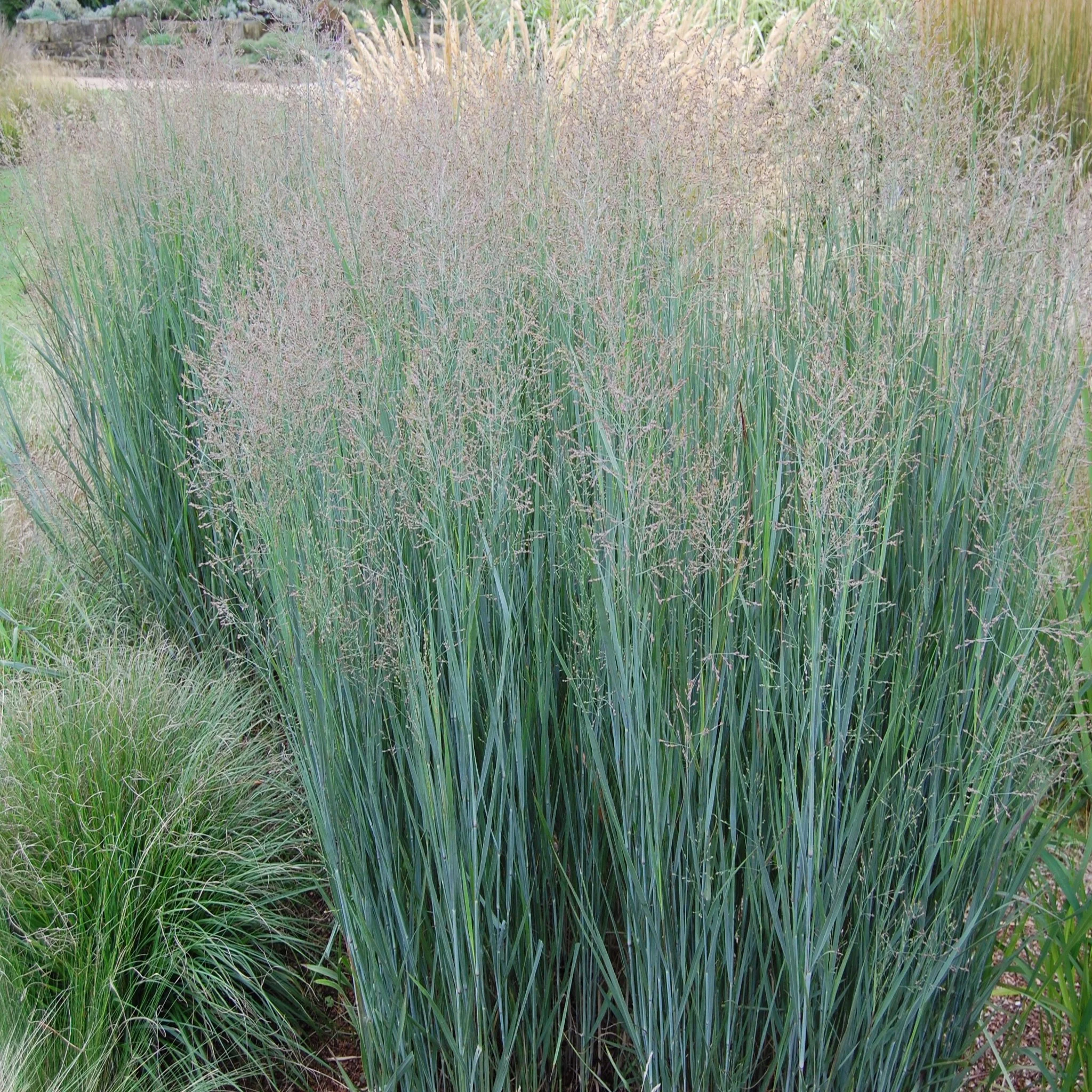 Panicum virgatum 'Heavy Metal' 9cm - Image 2