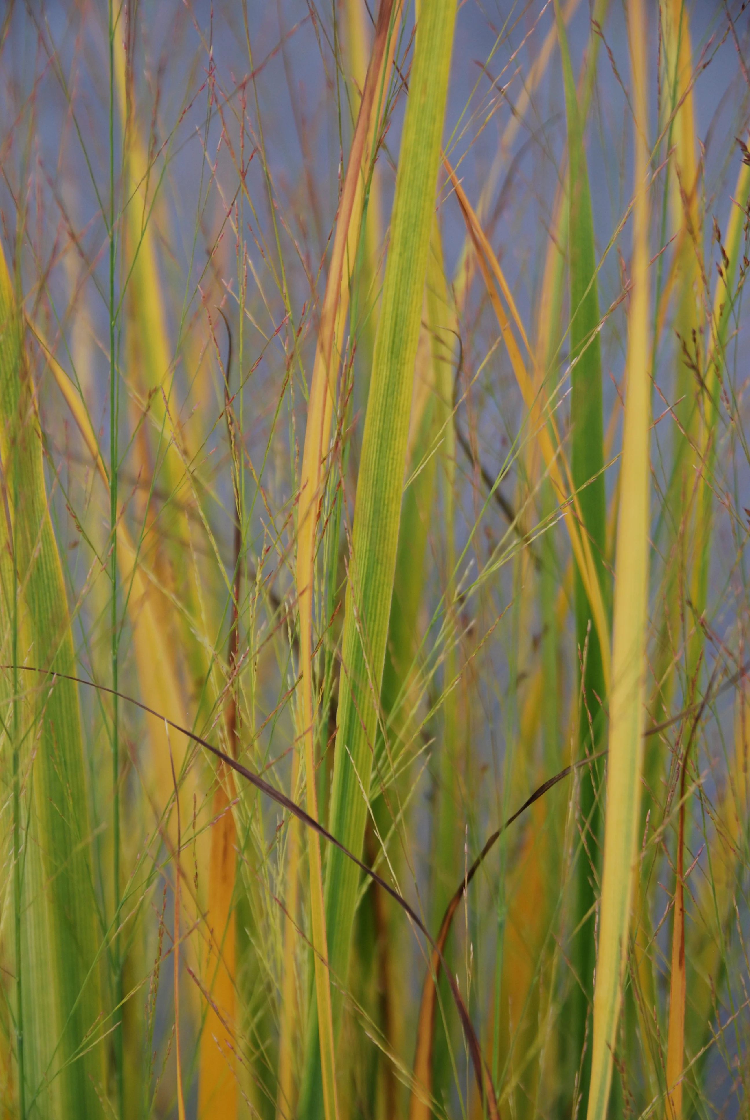 Panicum virigatum Northwind 9cm / 2L / 12L - Image 5