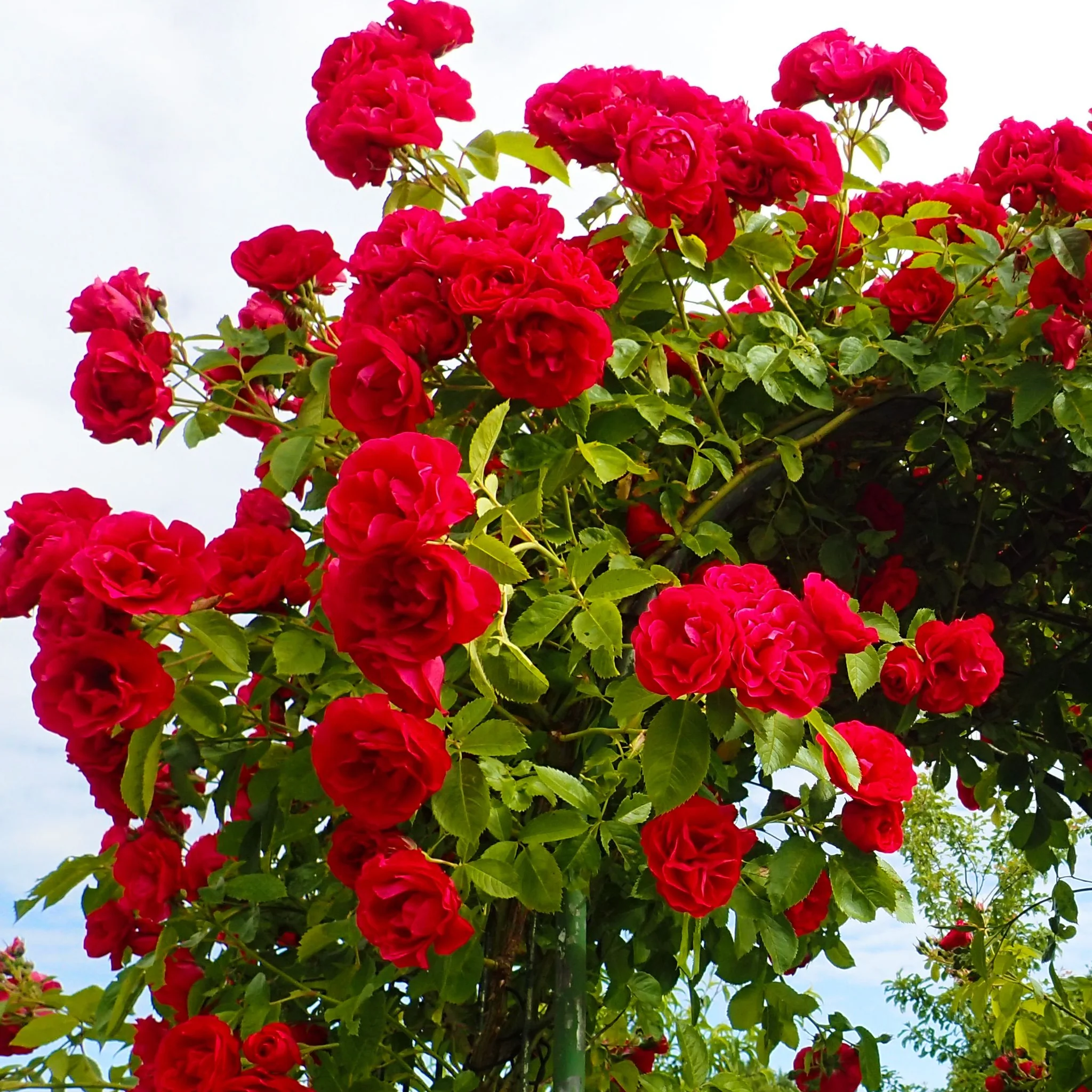 Paul's Scarlet | Climbing Rose | 4L Potted Rose - Image 3