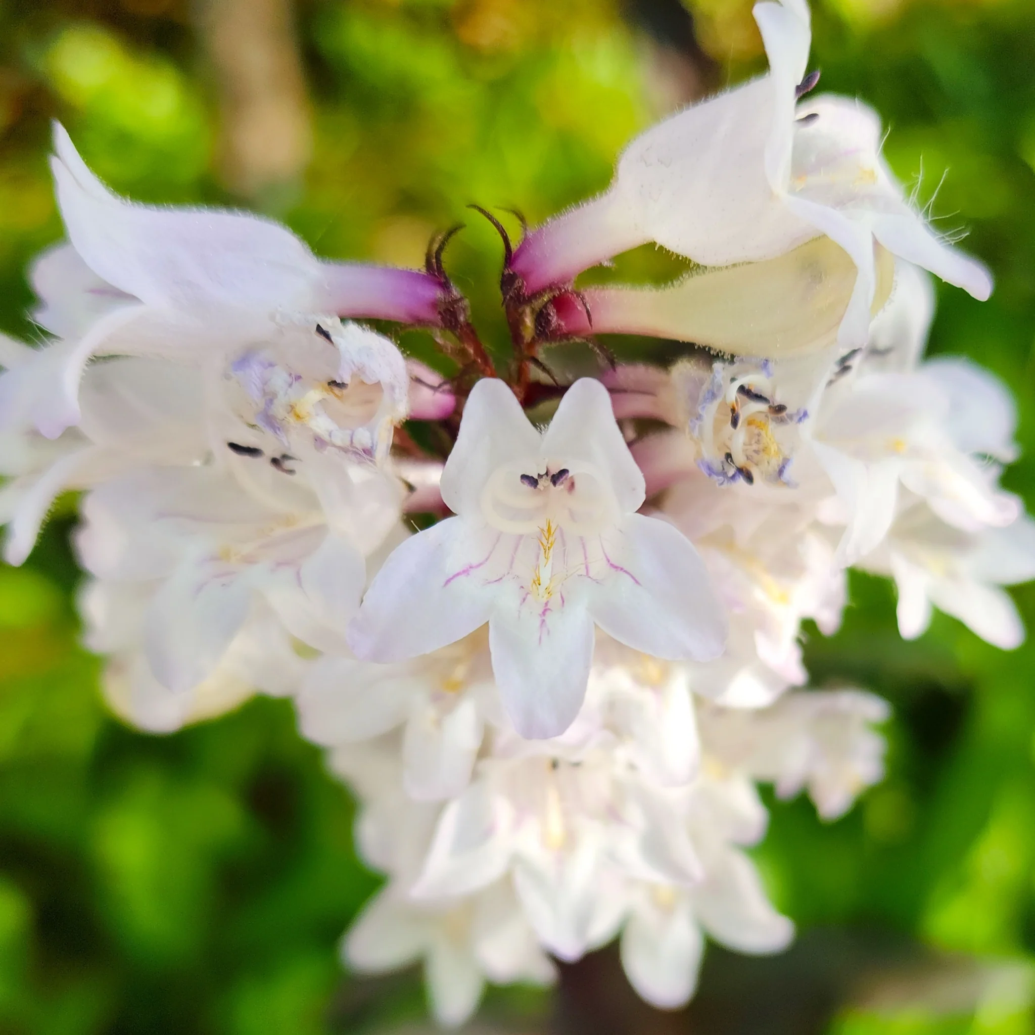 Penstemon 'Snow Storm' 9cm - Image 2
