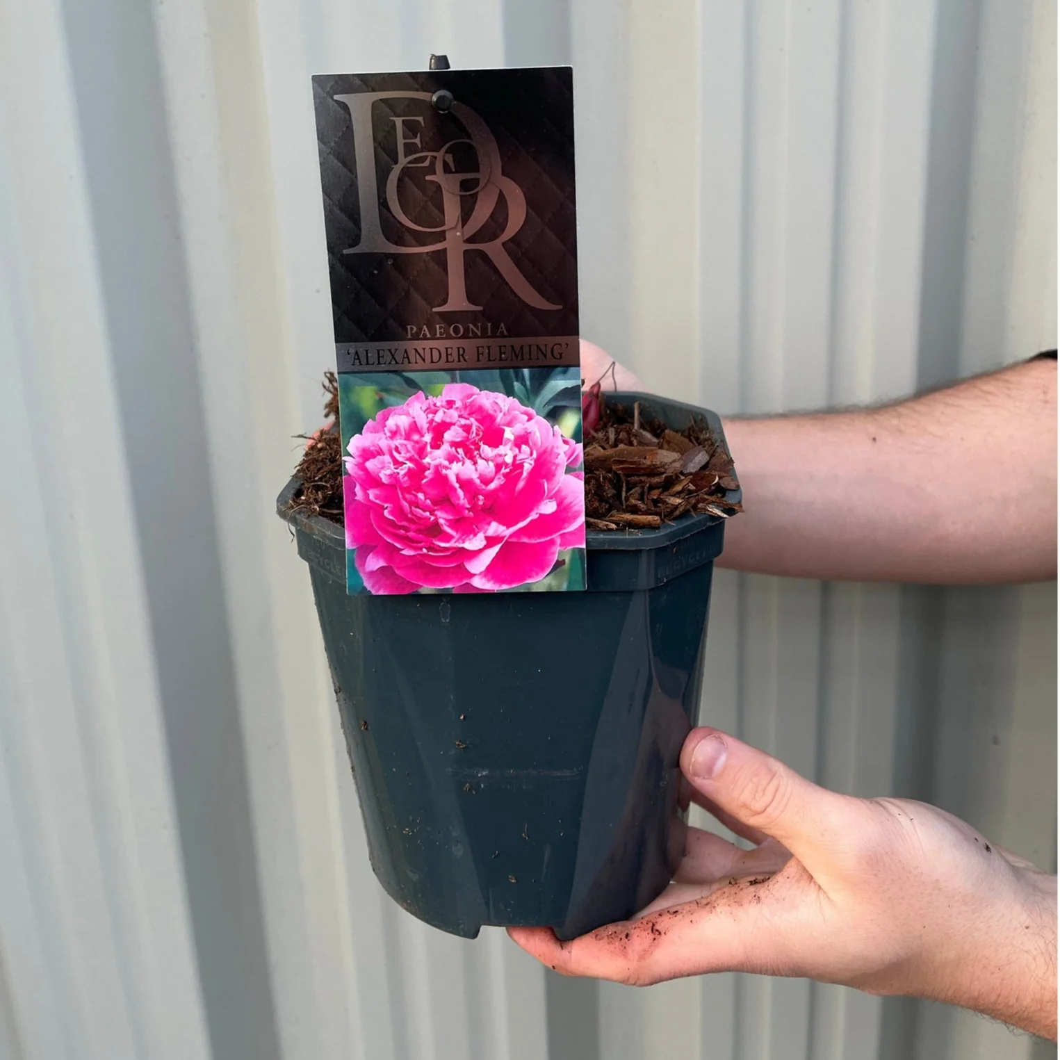 Peony 'Alexander Fleming' 1L - Image 4