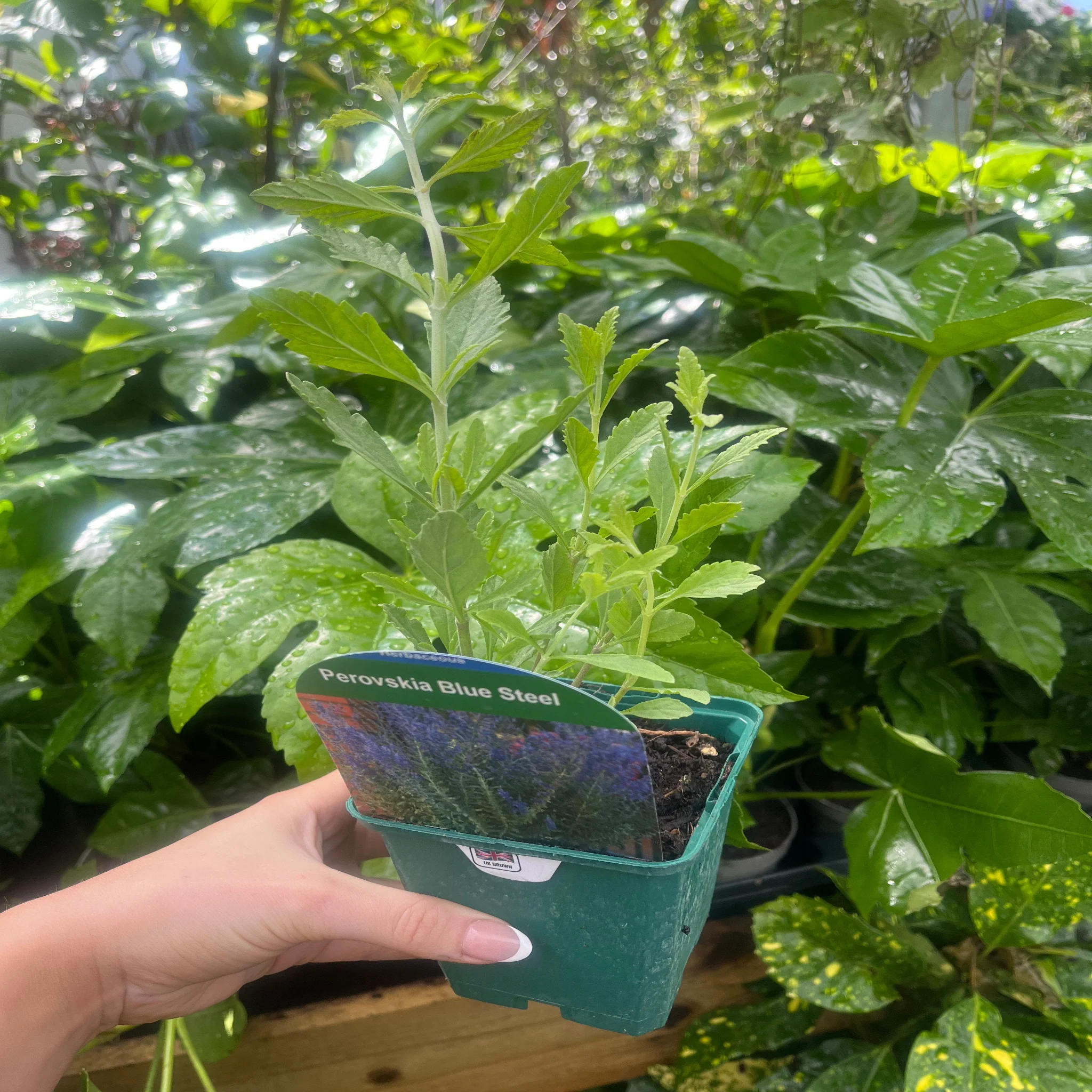 Perovskia 'Blue Steel' 9cm Pot - Image 2