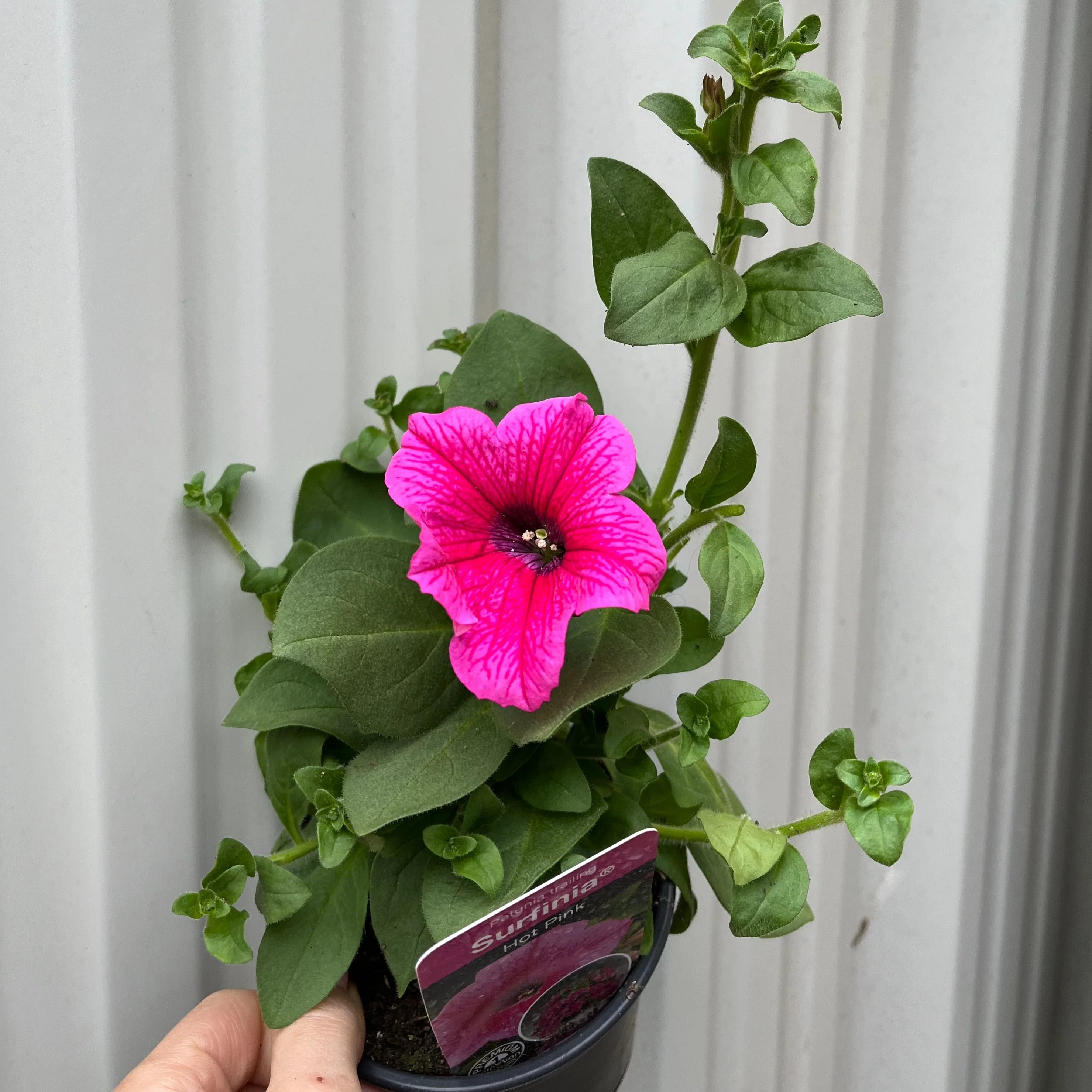 Petunia 'Trailing Surfinia Hot Pink' 9cm - Image 2