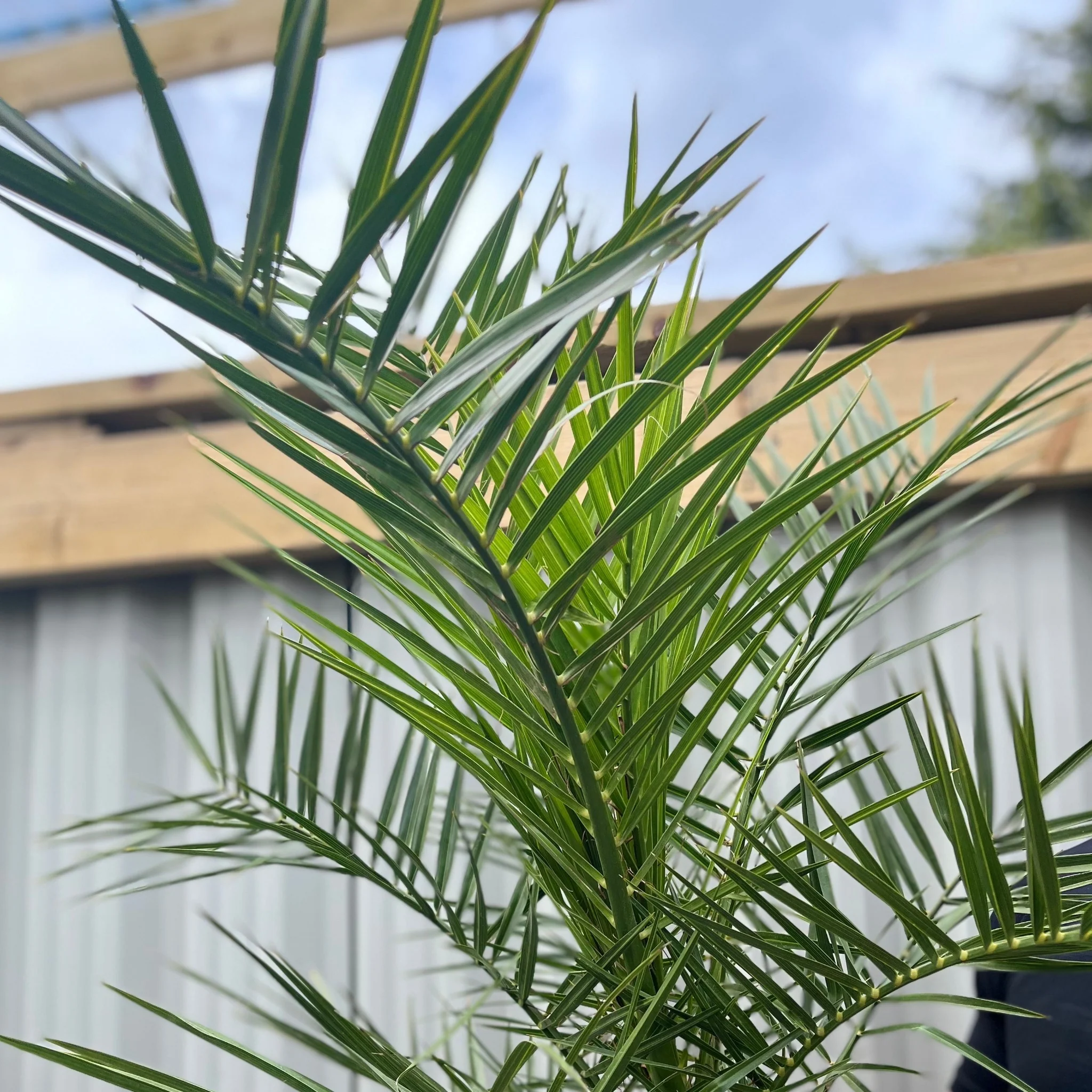 Phoenix Palm | Phoenix canariensis 'Canary Island Date Palm' 60-70cm / 70-80cm - Image 2