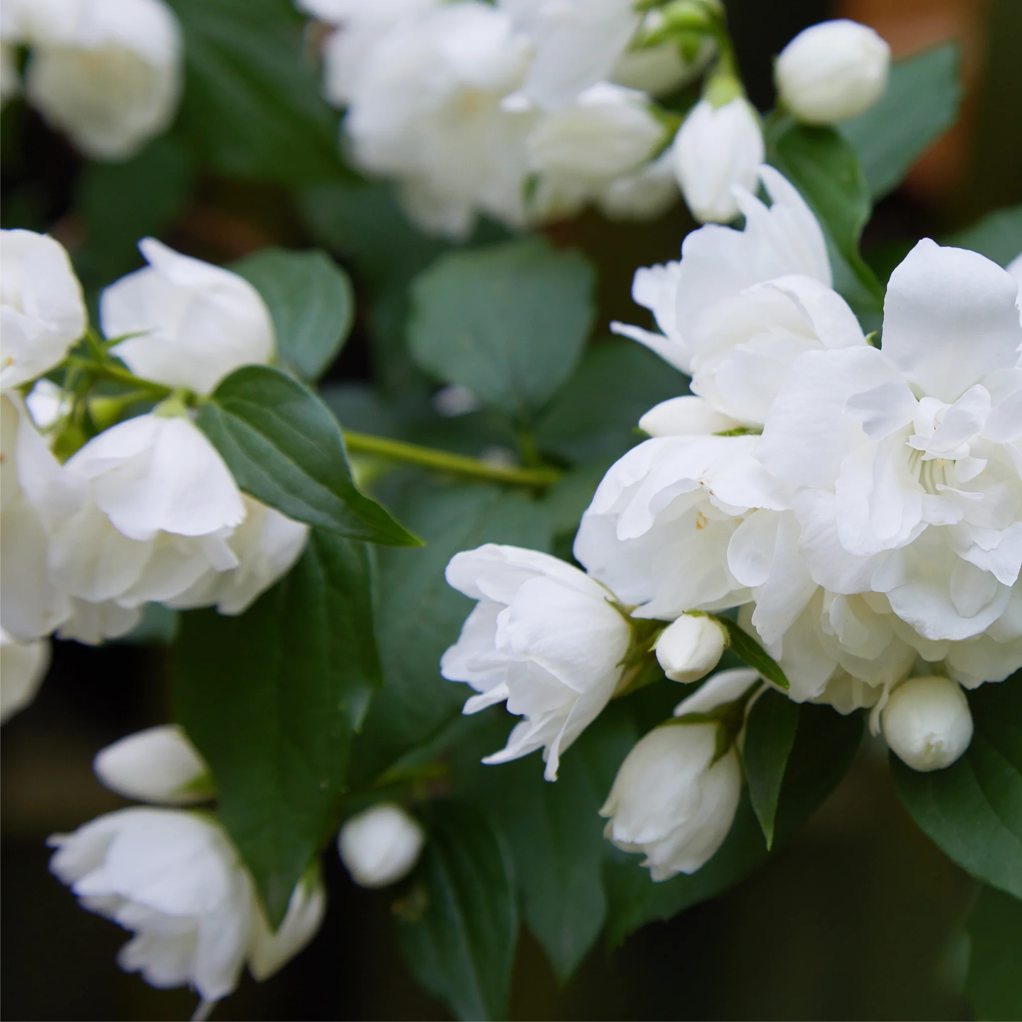 Philadelphus 'Virginal' | Mock Orange | 9cm / 2L / 5L - Image 3