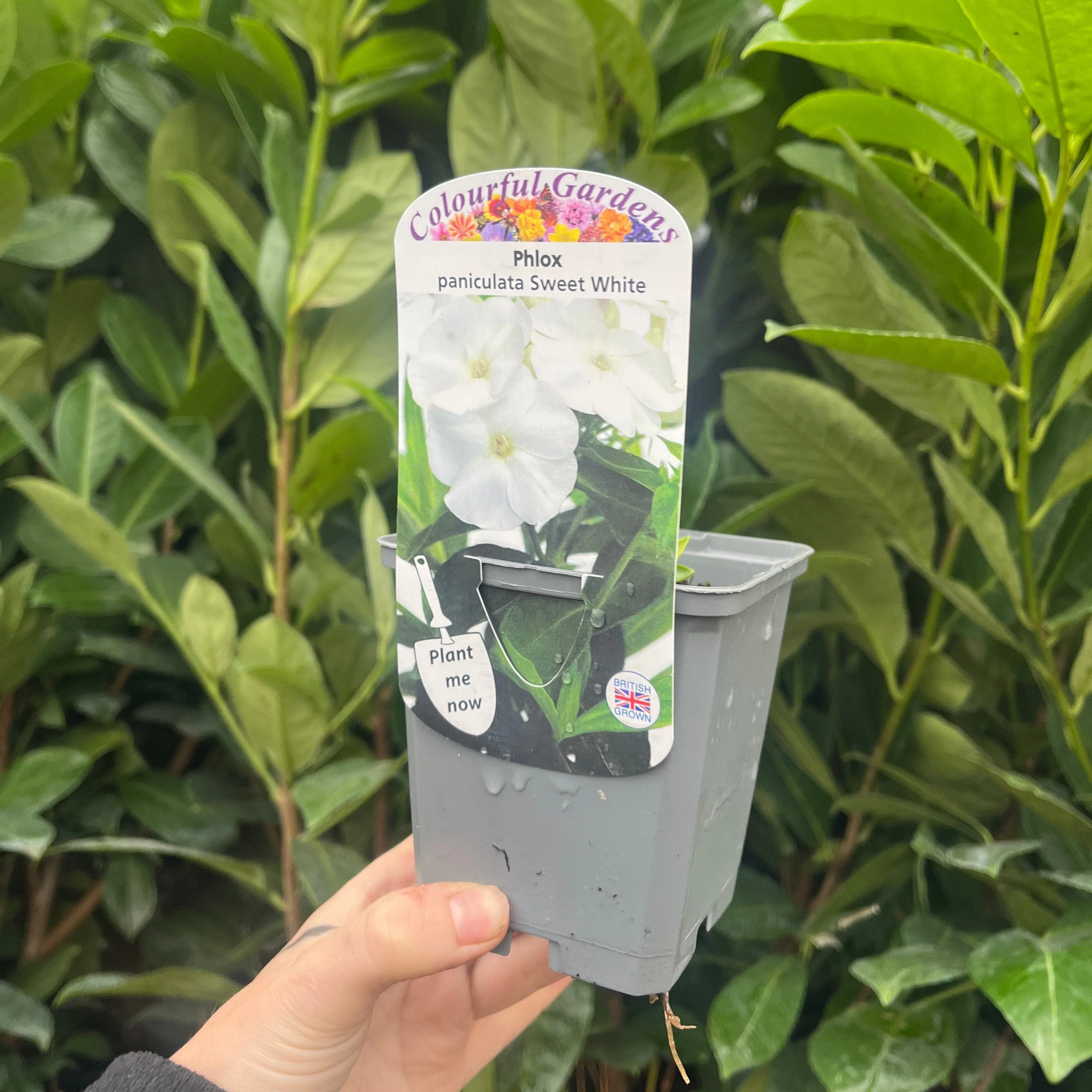 Phlox paniculata Summer White 9cm Pot - Image 2