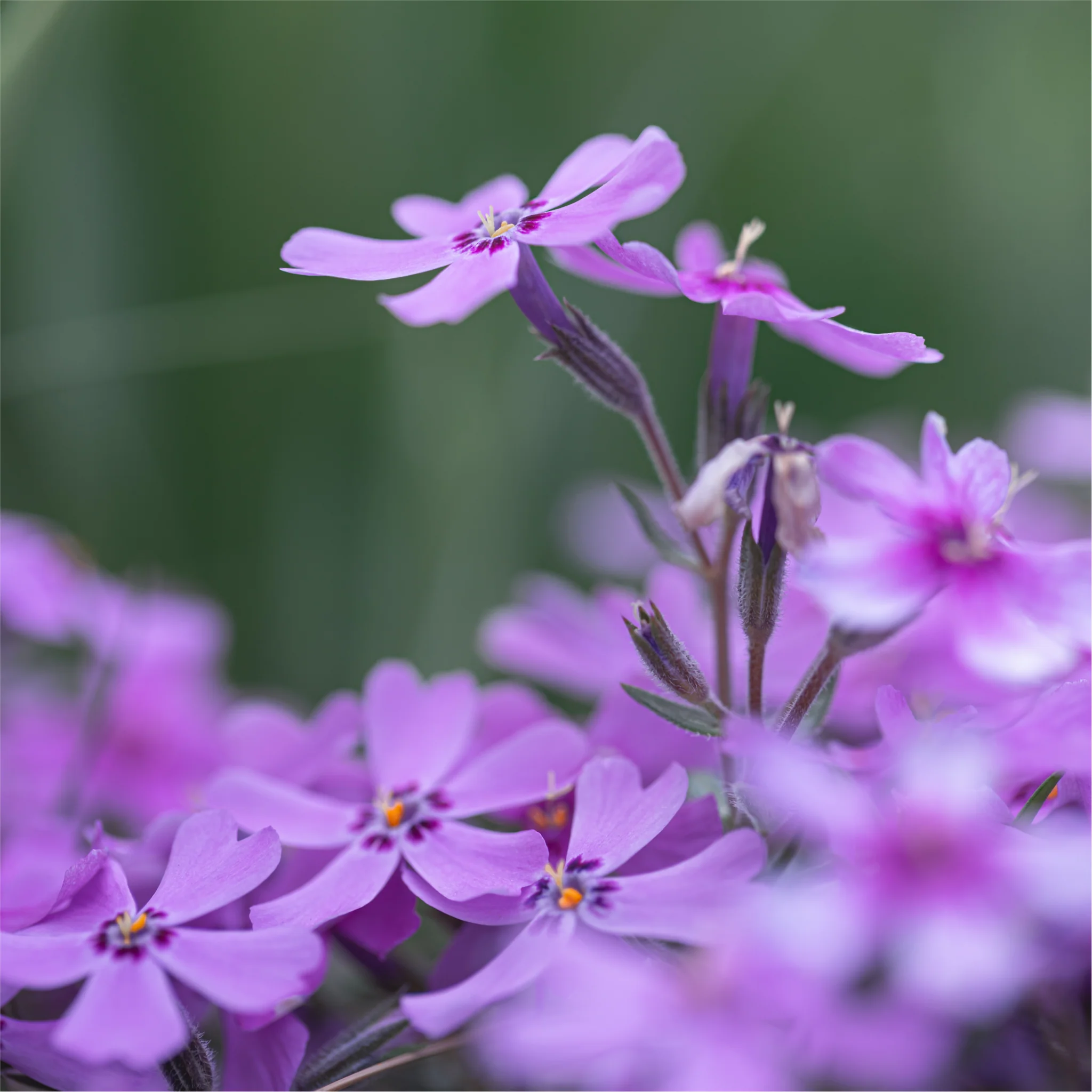 Phlox subulata GoldiPhlox Light Pink 1.5L - Image 2