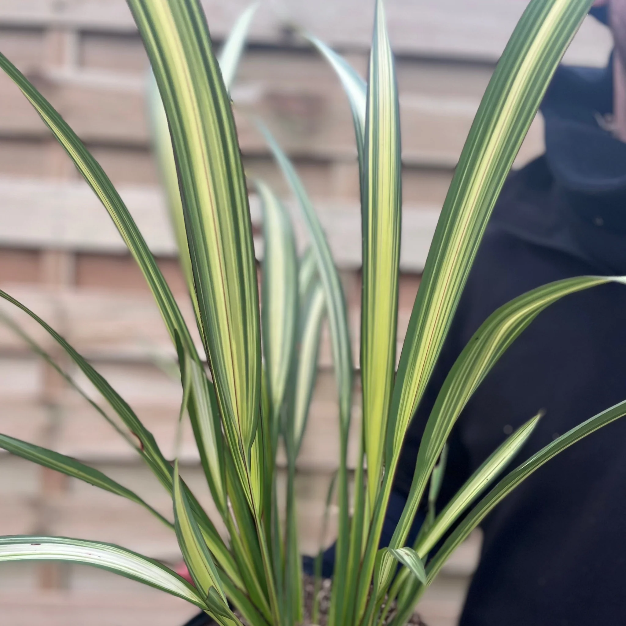 Phormium 'Cream Delight' 60-70cm - Image 3