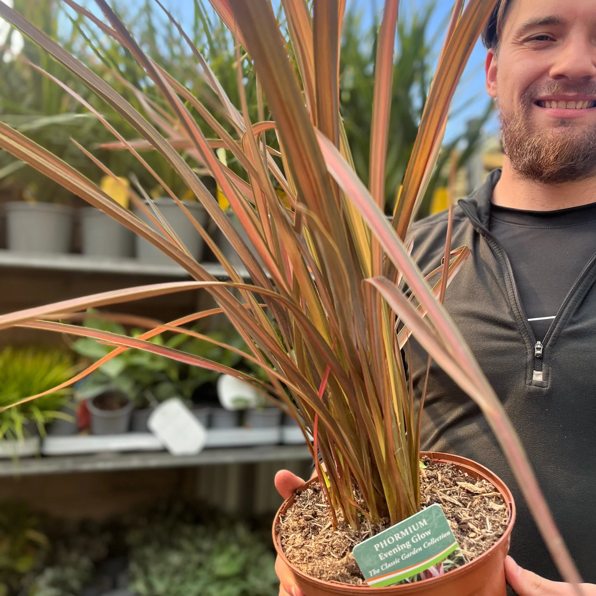 Phormium 'Evening Glow' 2L (40-50cm inc. pot) - Image 2
