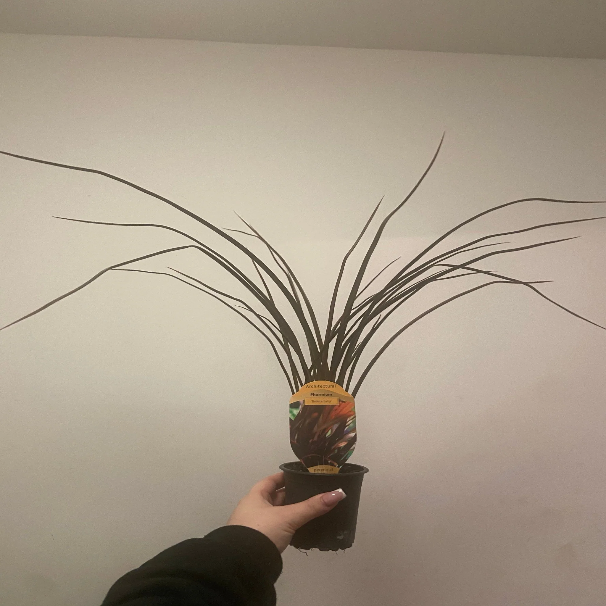 Phormium 'Bronze Baby' 9cm / 2L - Image 2