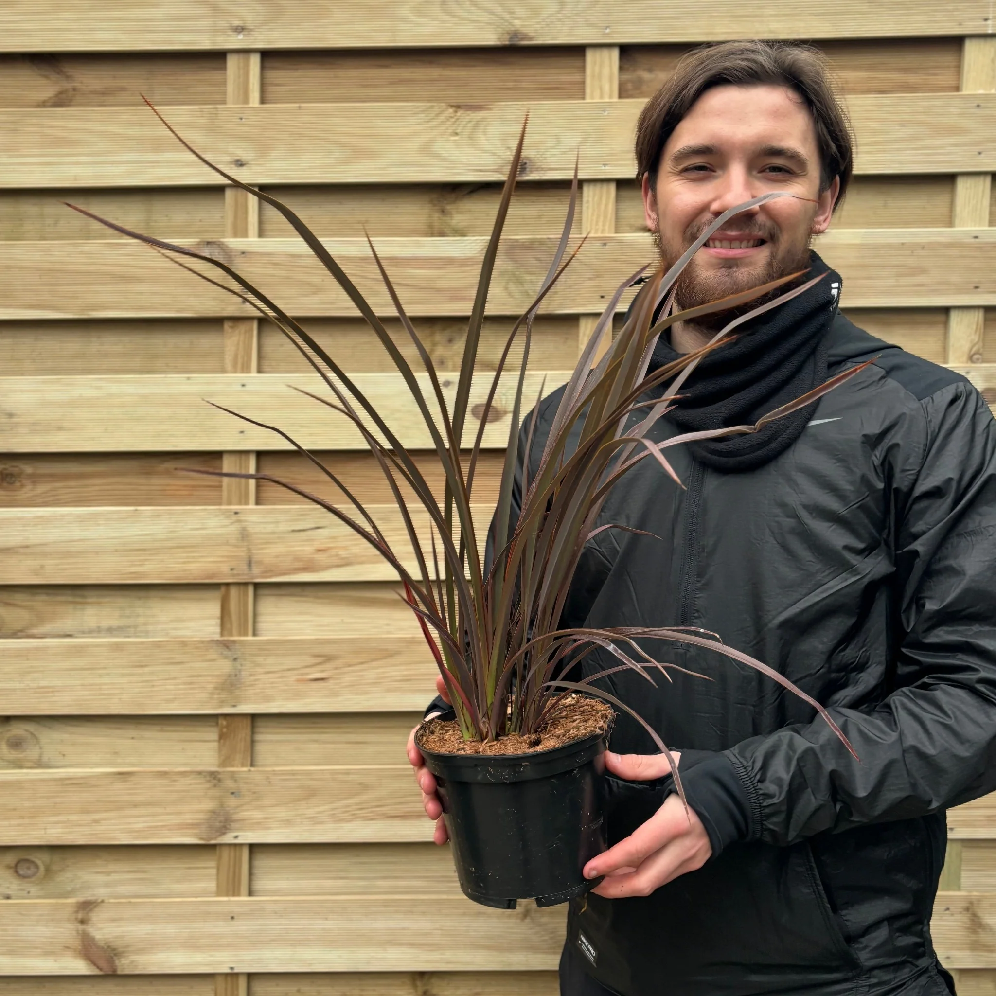 Phormium 'Bronze Baby' 9cm / 2L - Image 4