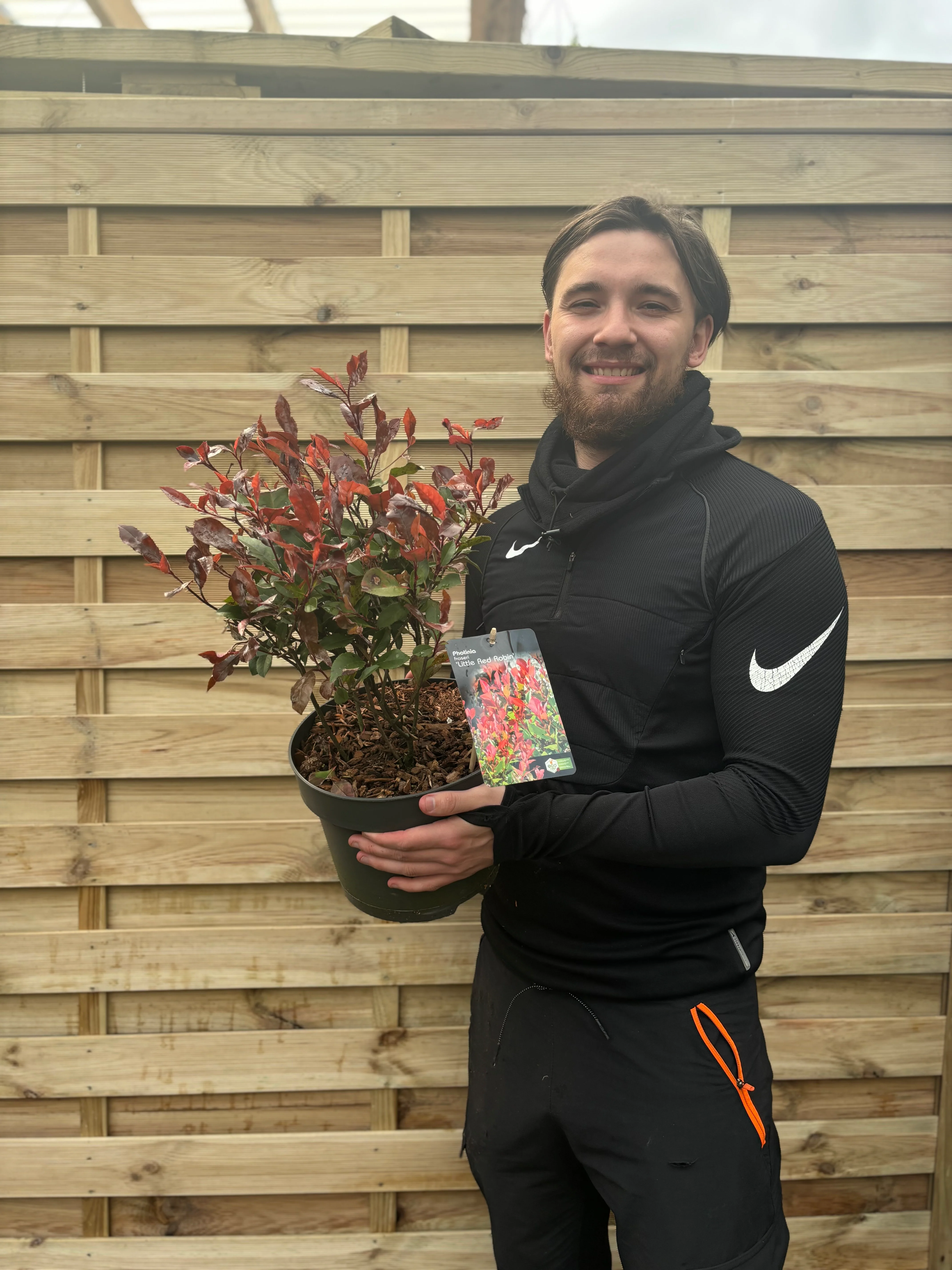Photinia 'Little Red Robin' 9cm - 5L - Image 3