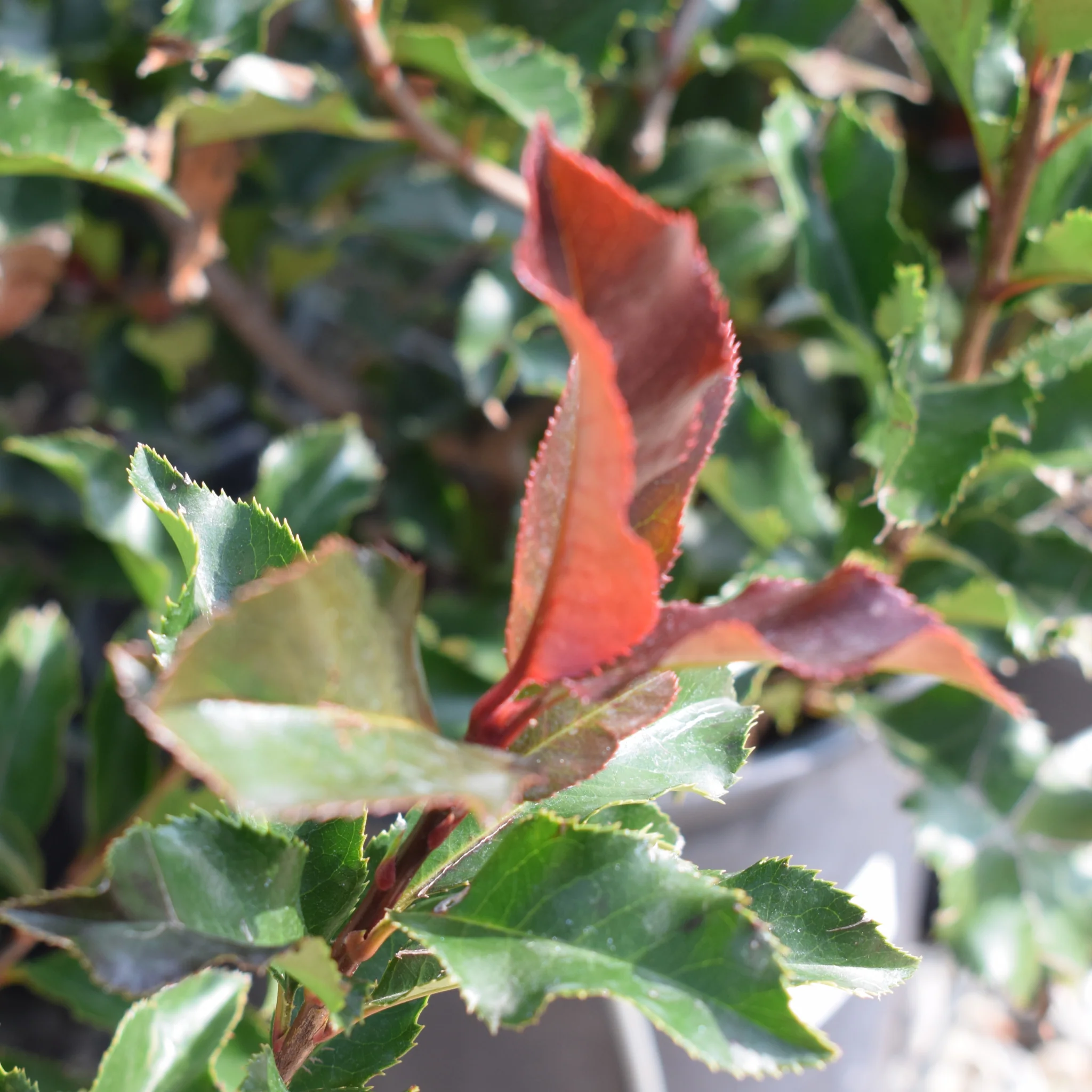 Photinia 'Magical Volcano' 5L (Multibuy Offers Available) - Image 4