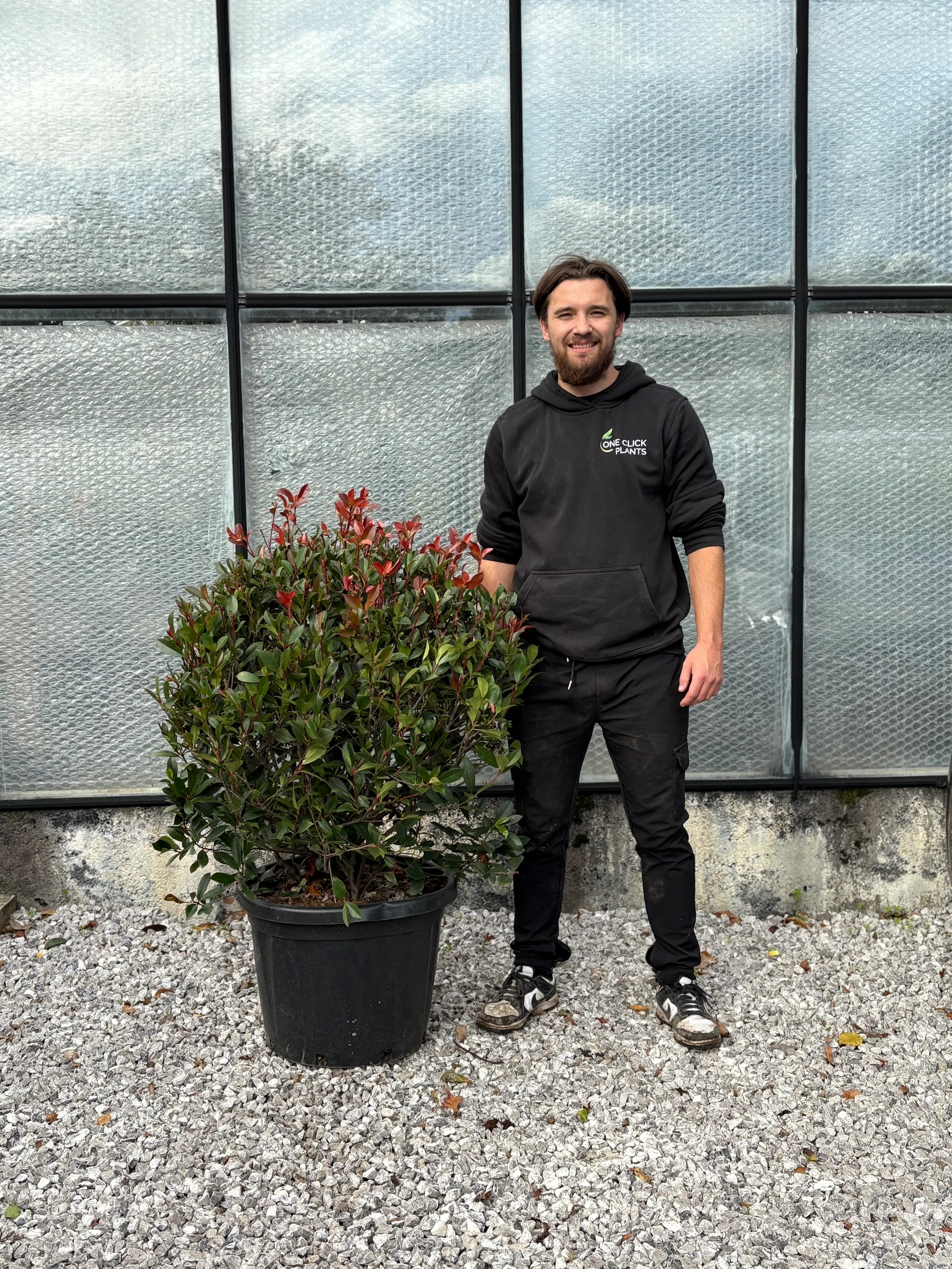 Photinia 'Red Robin' Ball 45L (60cm dia.) - Image 2