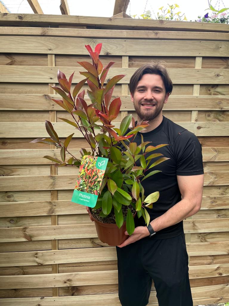 Photinia x fraseri 'Red Robin' - Image 5