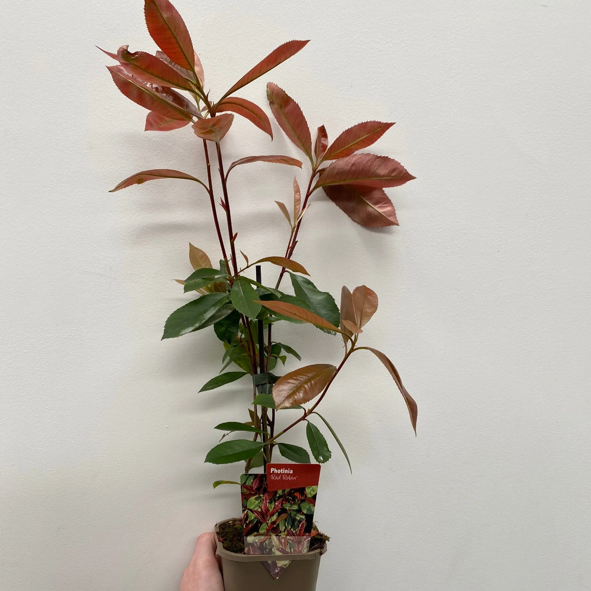 Photinia x fraseri 'Red Robin' - Image 6