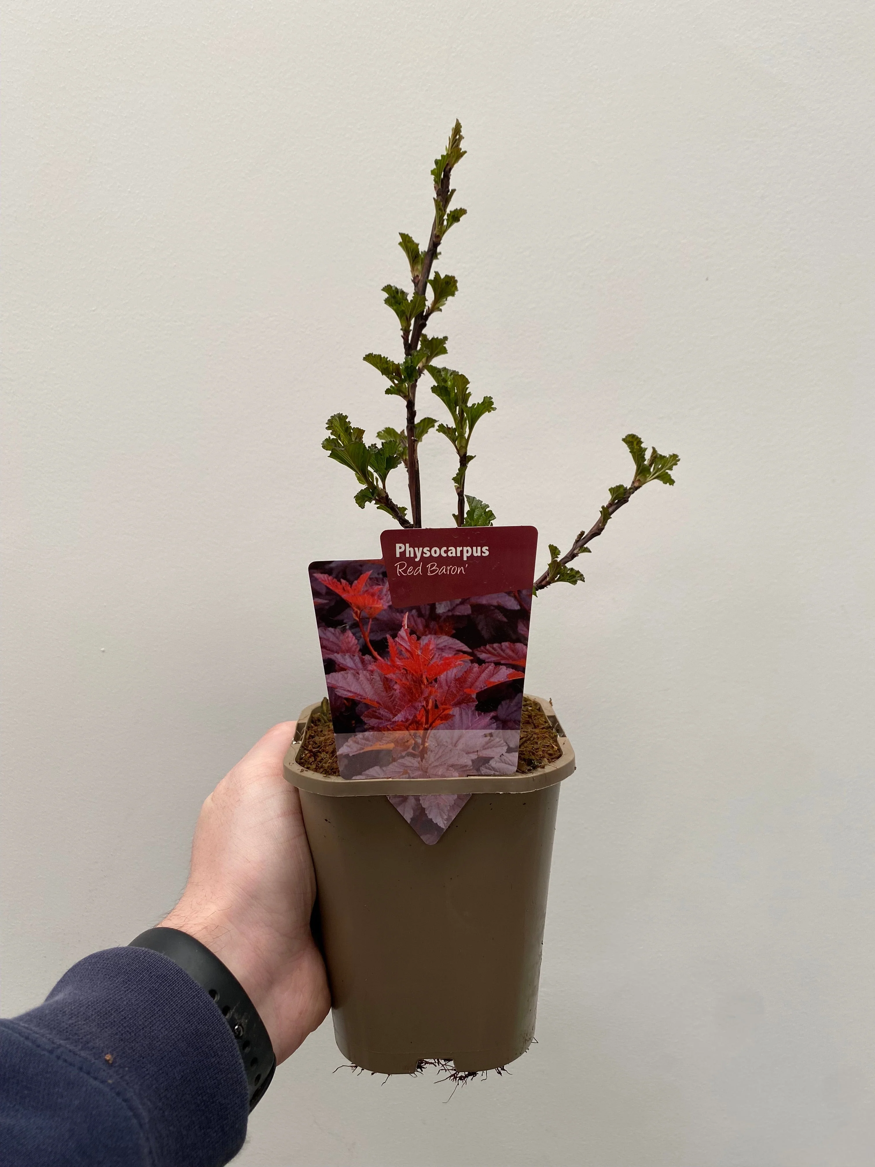 Physocarpus opulifolius 'Red Baron' 1L - Image 2