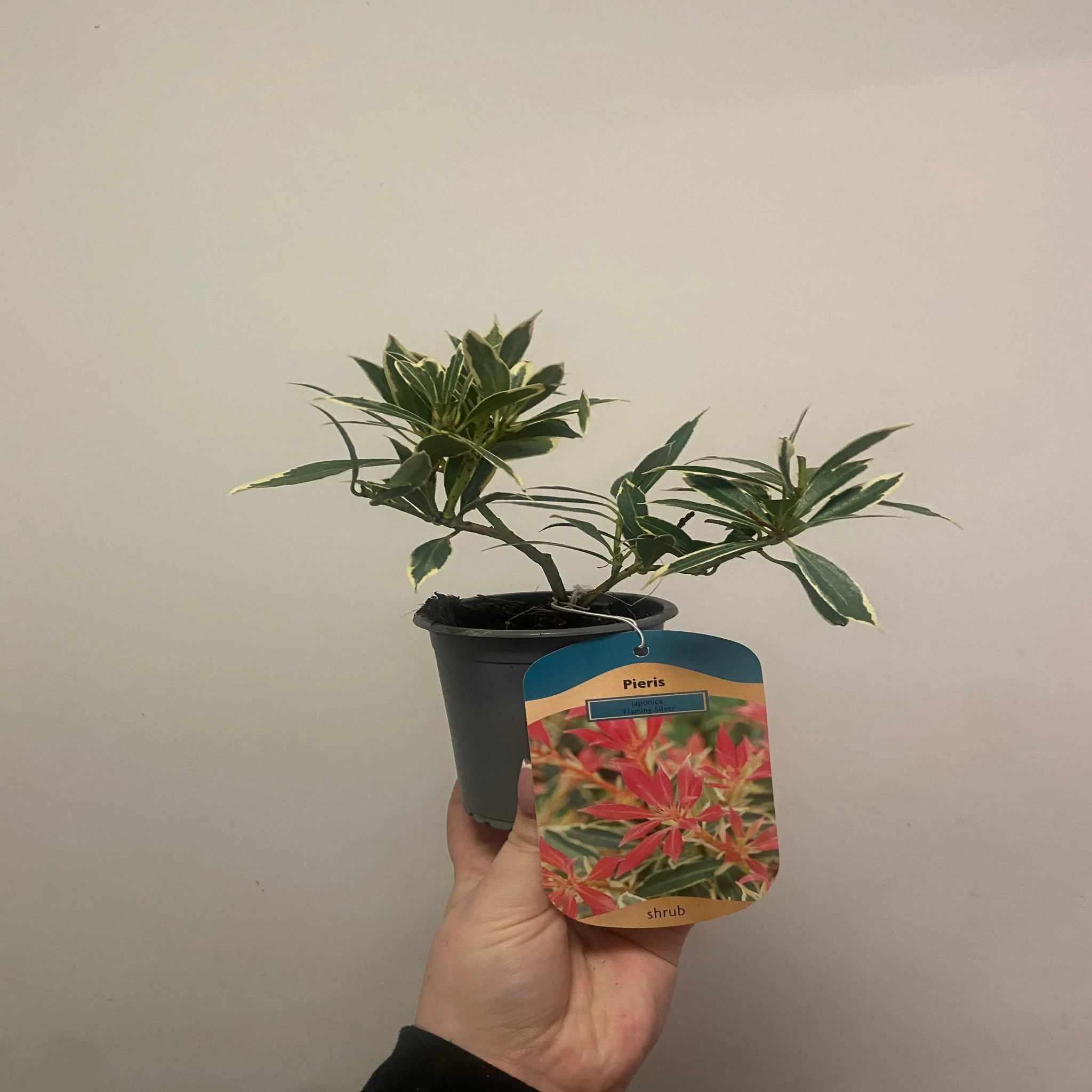 Pieris ‘Japonica Flaming Silver’ 9cm-3L - Image 2