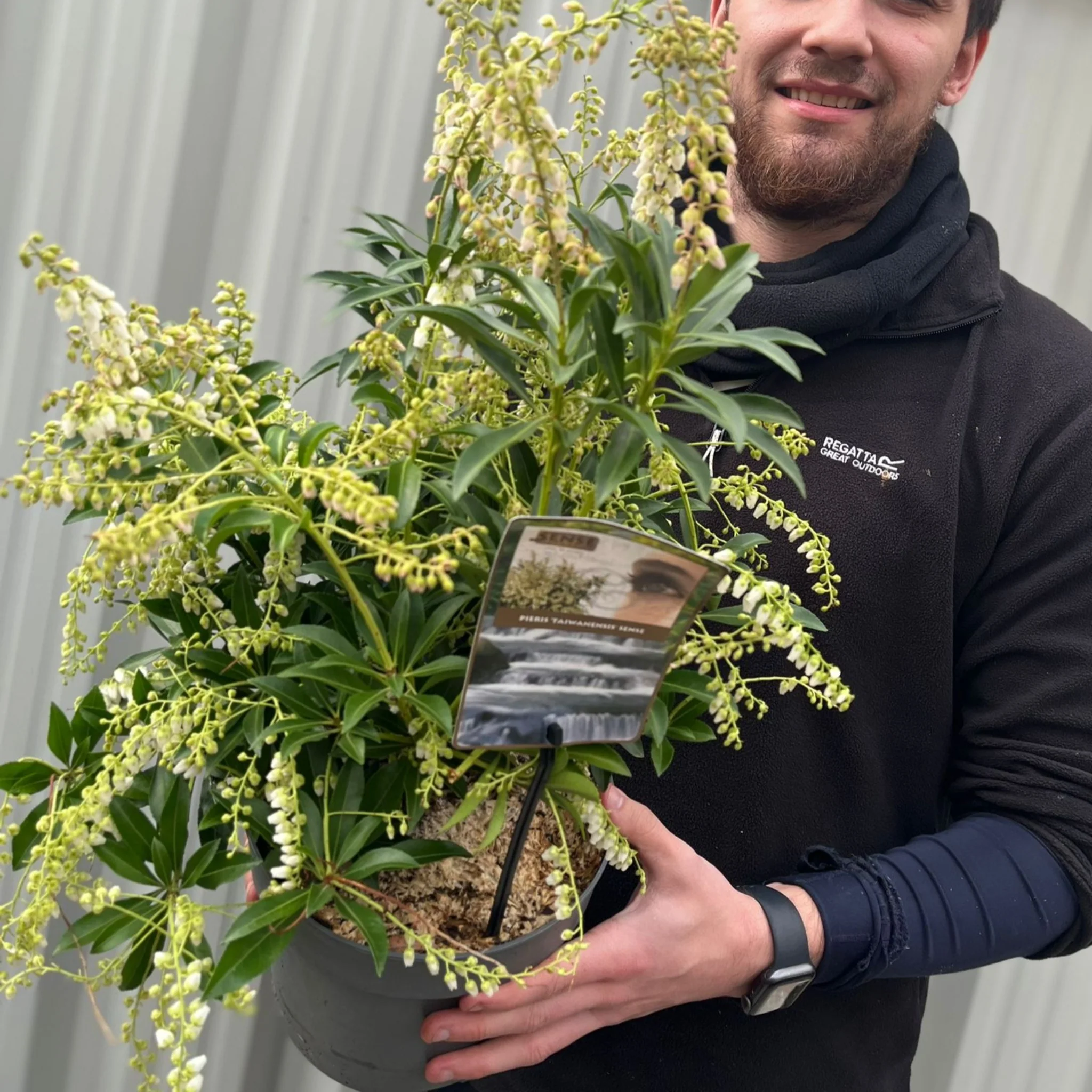 Pieris japonica 'Taiwanensis' 3L - Image 2