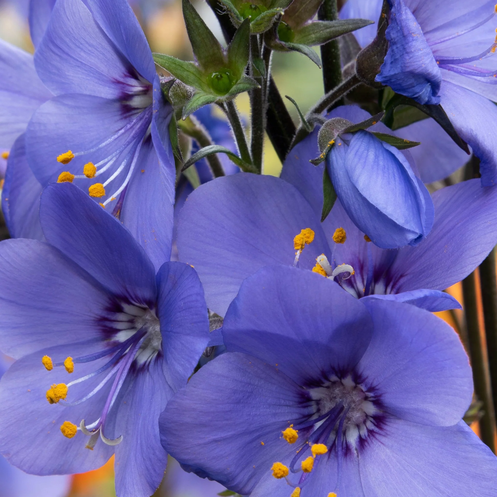 Polemonium 'Blue Whirl' (Jacob's Ladder) 9cm - Image 2