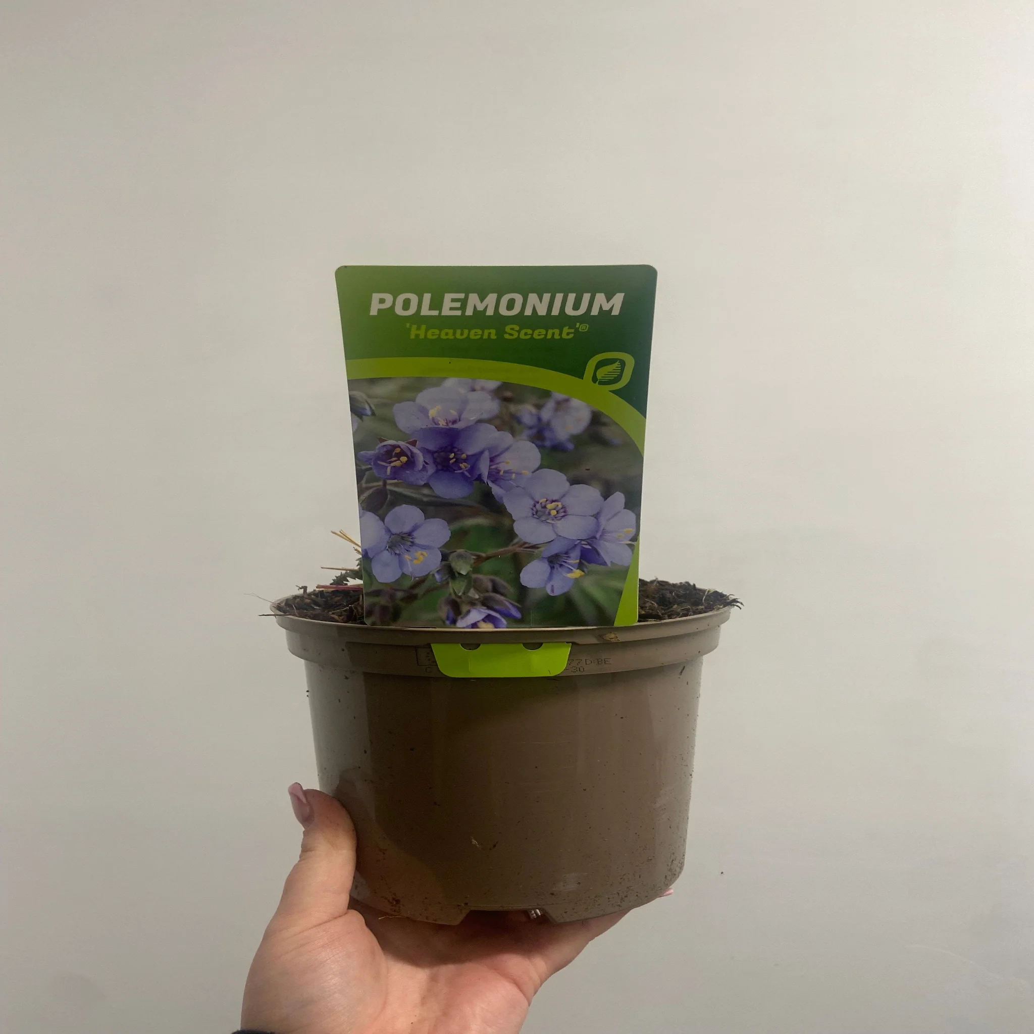 Polemonium 'Heaven Scent' (Jacobs Lader) 9cm/2L - Image 2