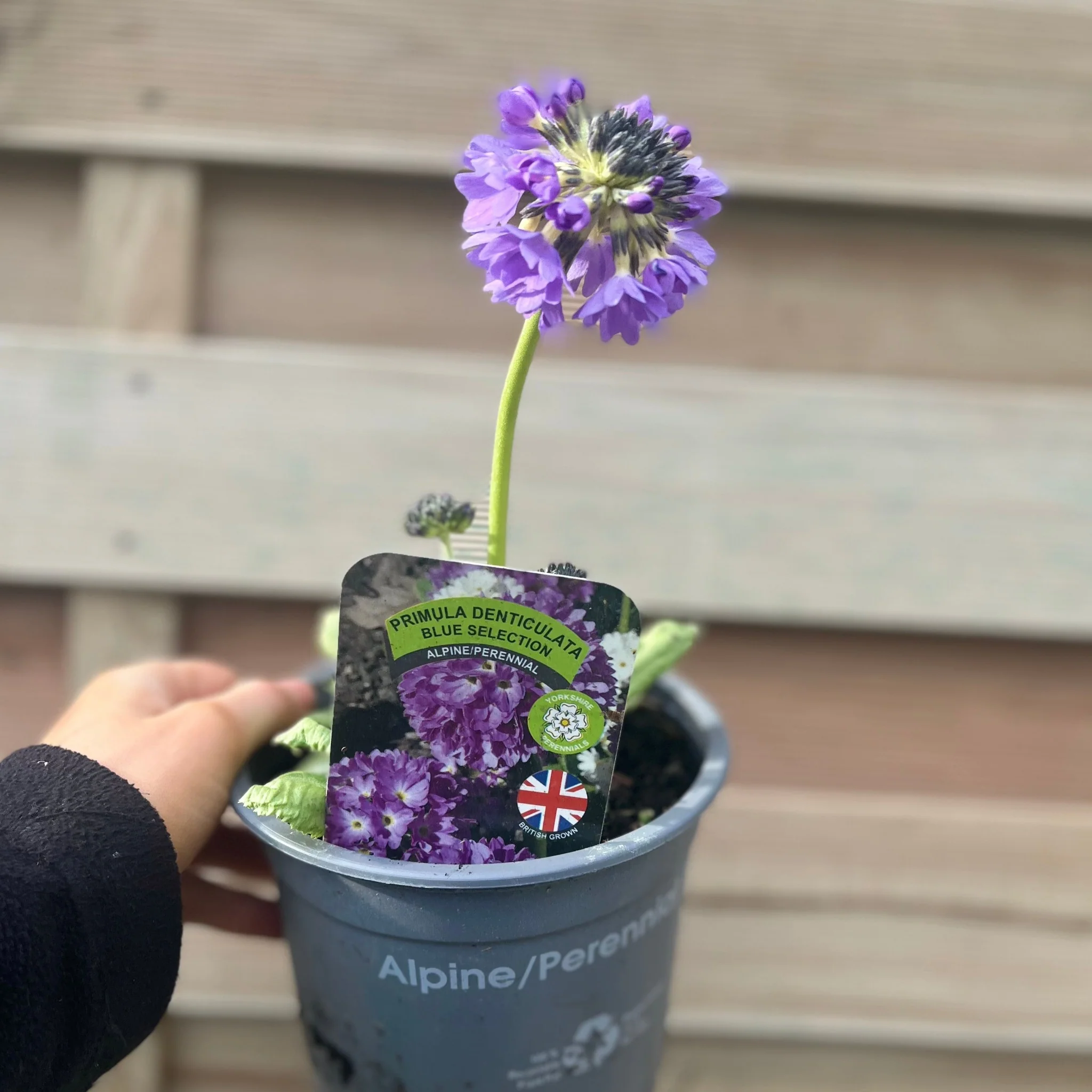 Primula denticulata Lilac (Drumstick Primrose) 9cm/1.5L - Image 3