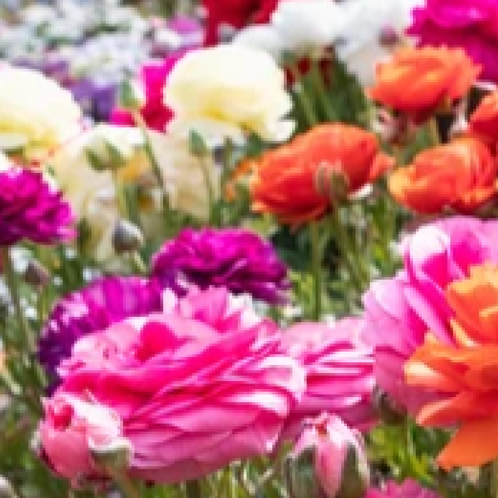 Ranunculus (10 Mixed Bulbs) - Image 2