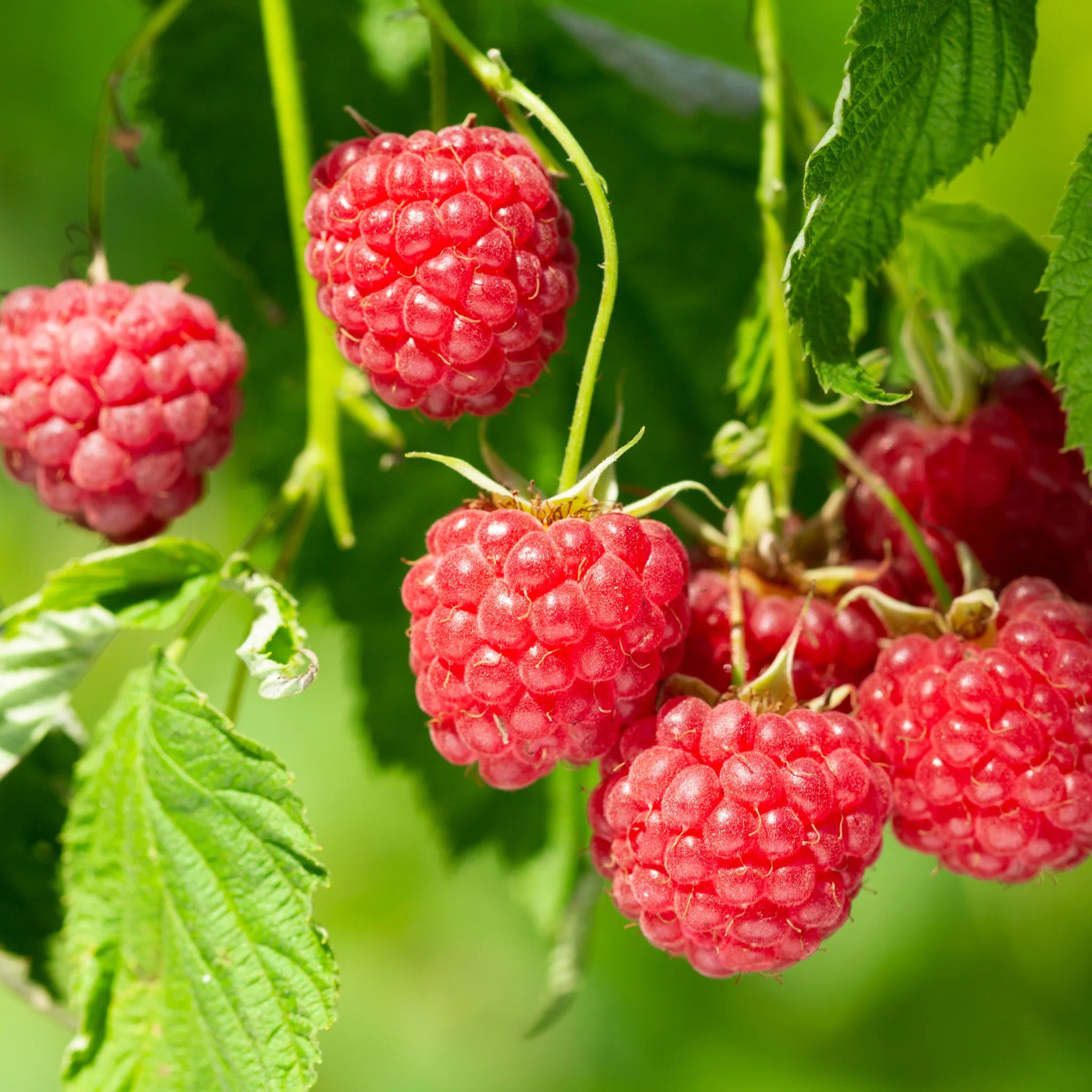 Raspberry 'Meeker' 1L