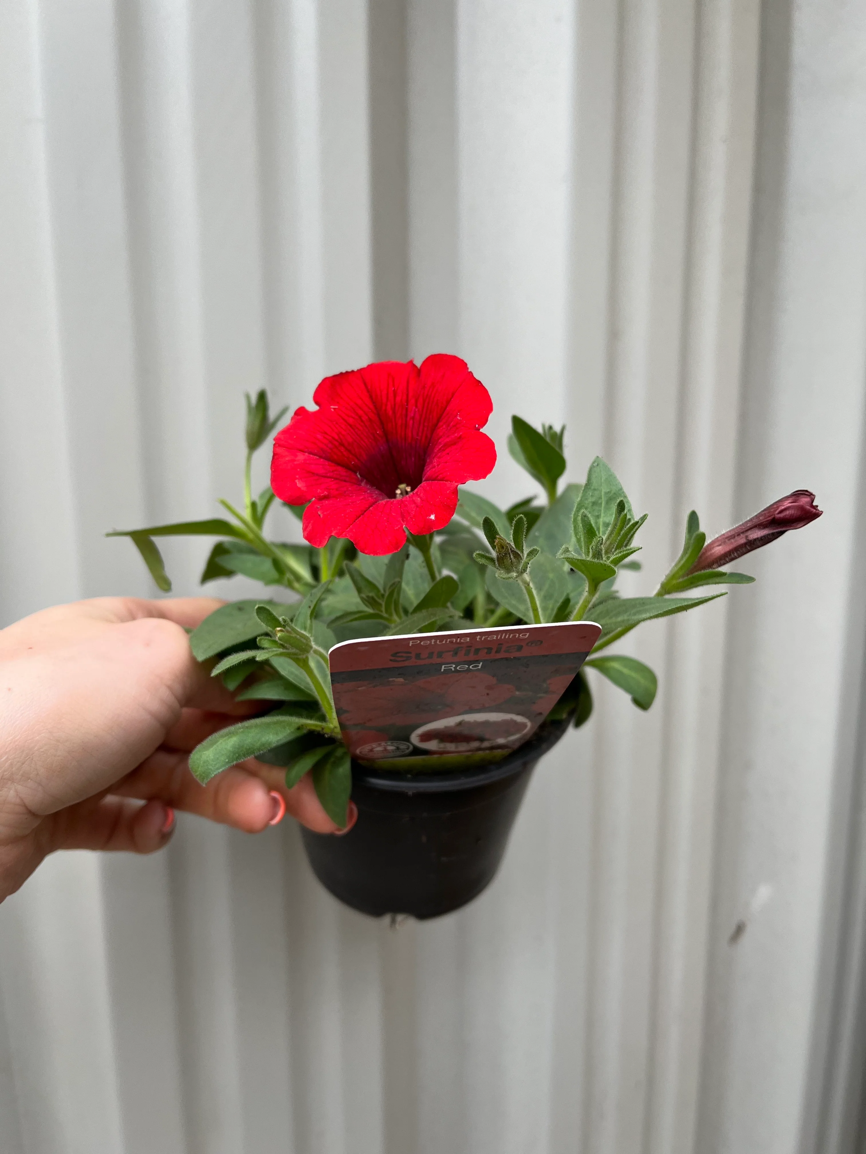Petunia 'Trailing Surfinia Red' 9cm - Image 2