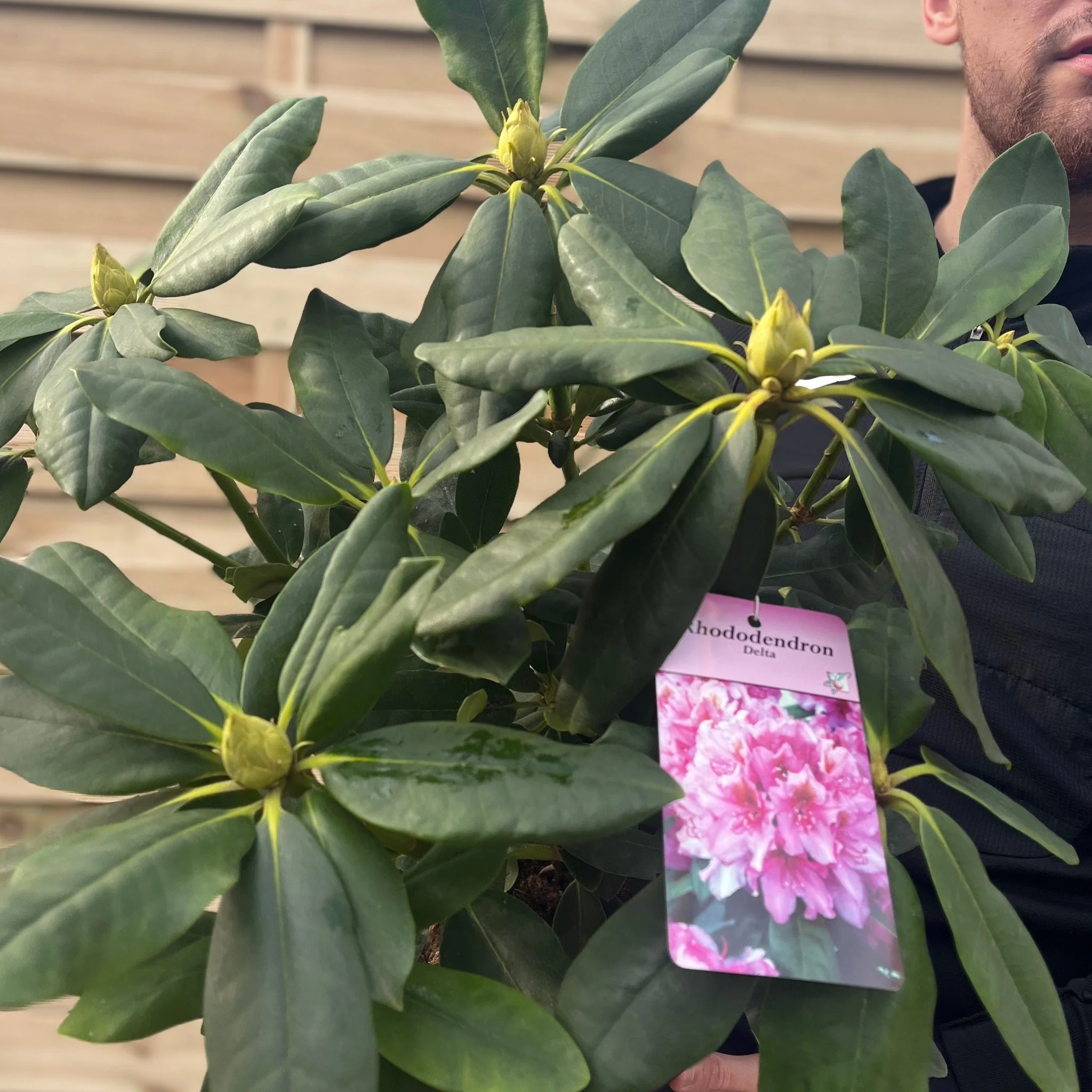 Rhododendron Delta 2L / 5L - Image 5