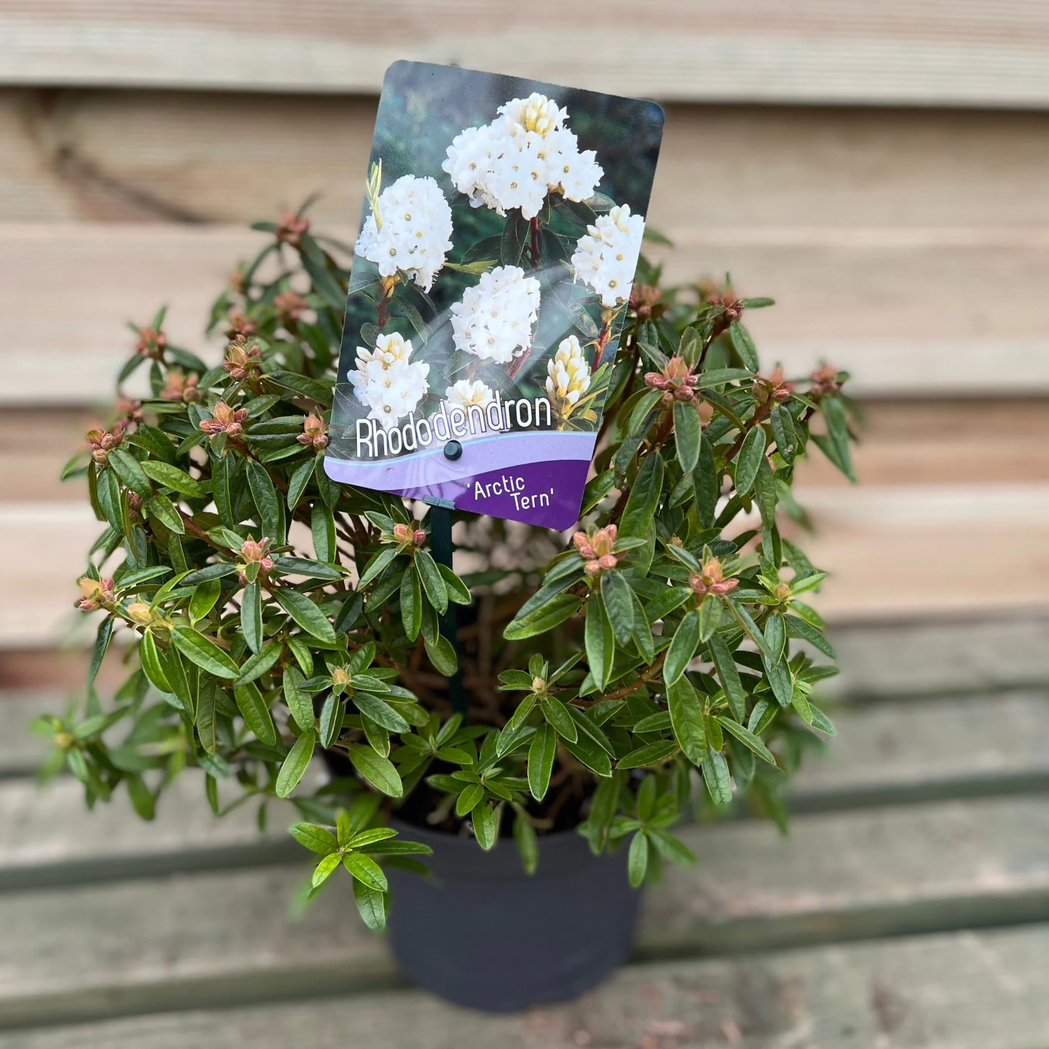 Rhododendron Dwarf White €˜Arctic Tern€™ 2L - Image 2