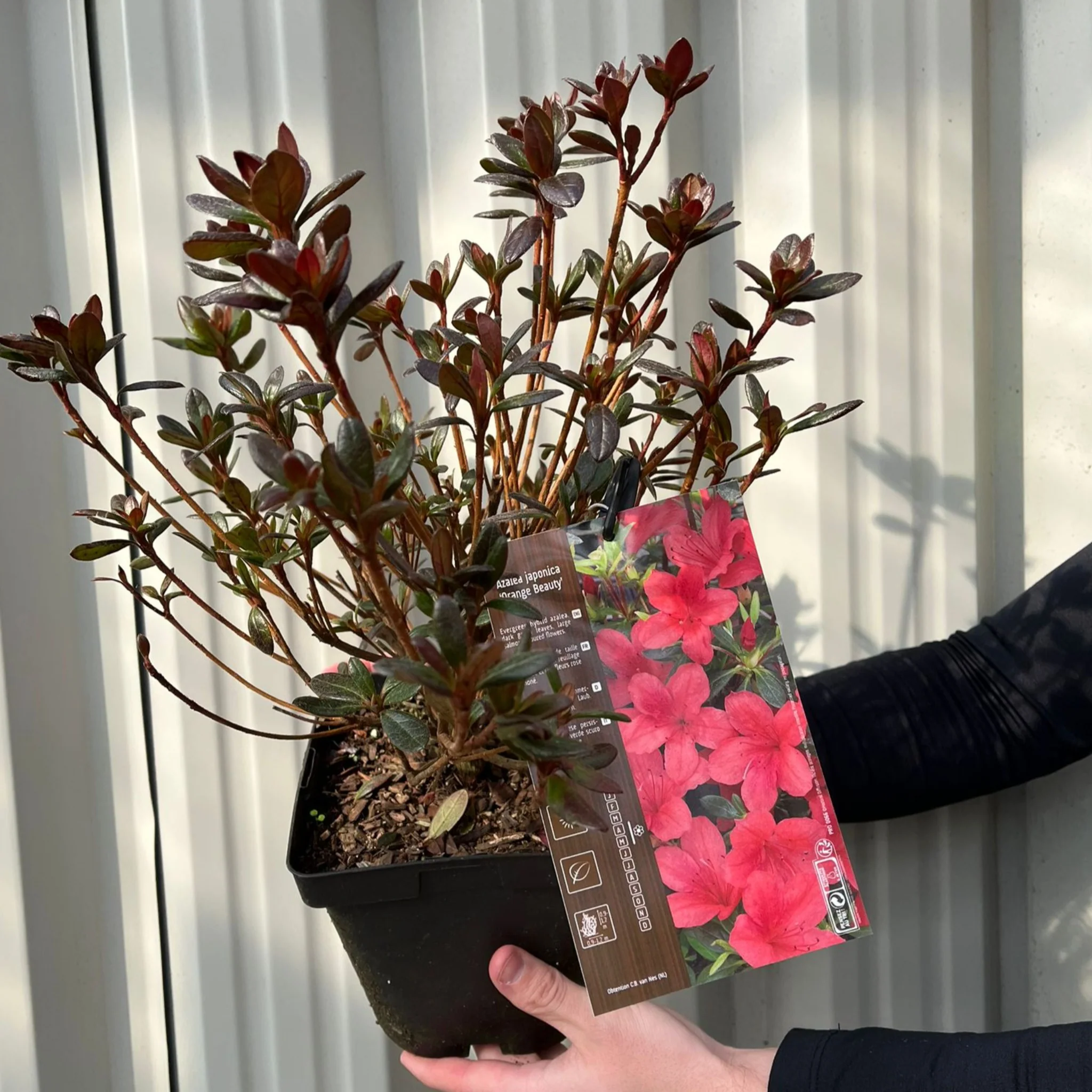 Azalea Japonica 'Orange Beauty' 9cm/2L/5L - Image 2