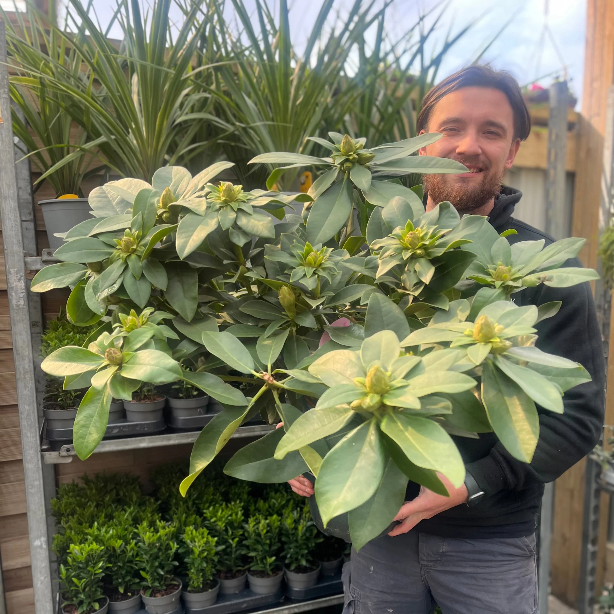 Rhododendron hybride 'Eucharitis' 5L (60-70cm inc. pot) - Image 2